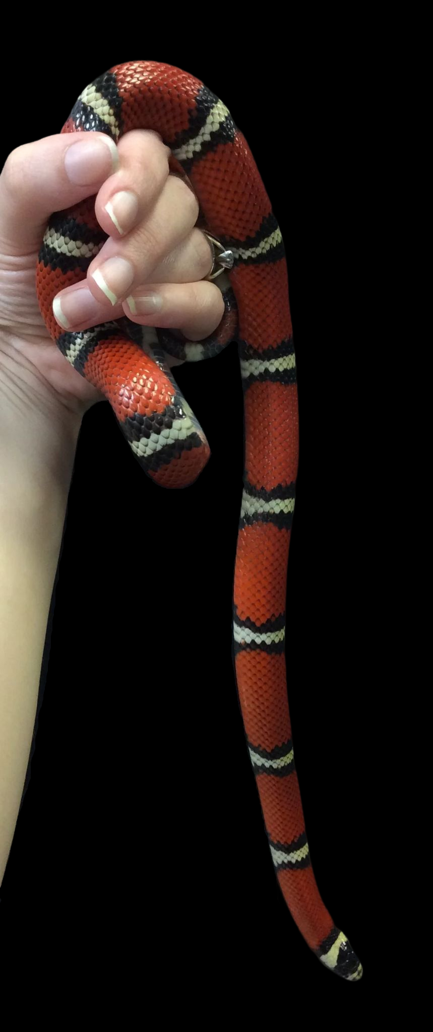 Couleuvre tachetée de Sinaloa (normale)