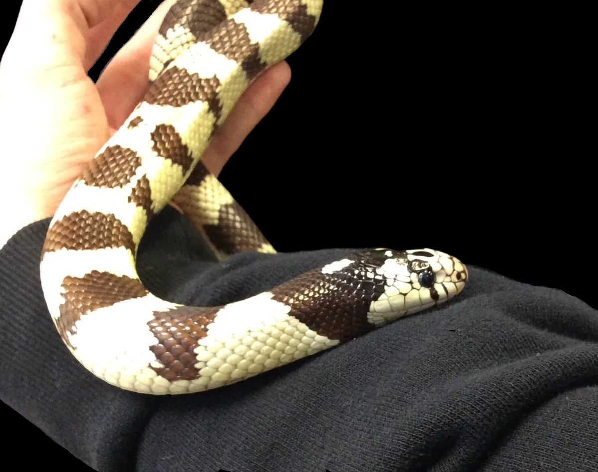 California Kingsnake (Normal) Adult CBB