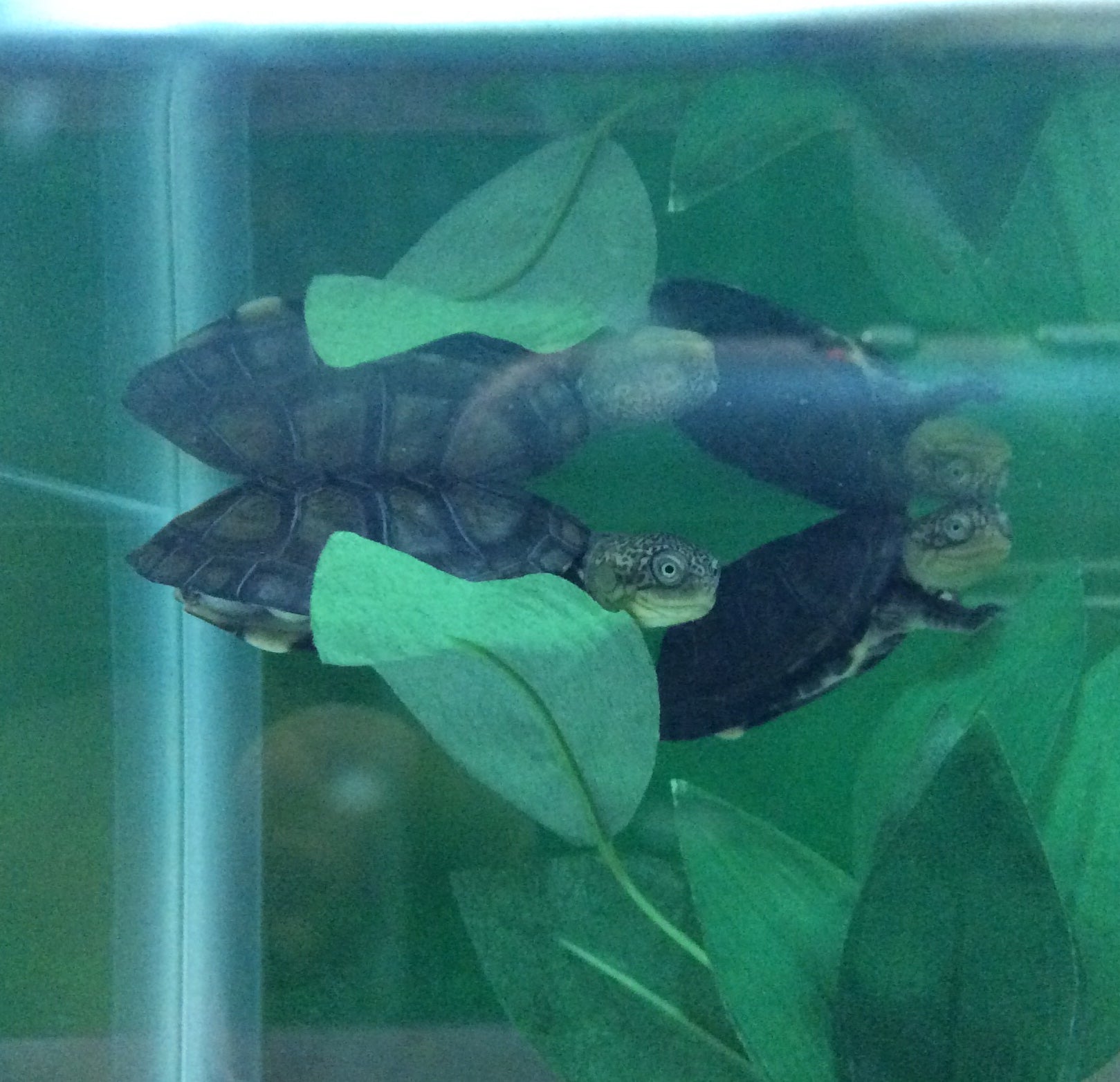 West African Mud Turtle