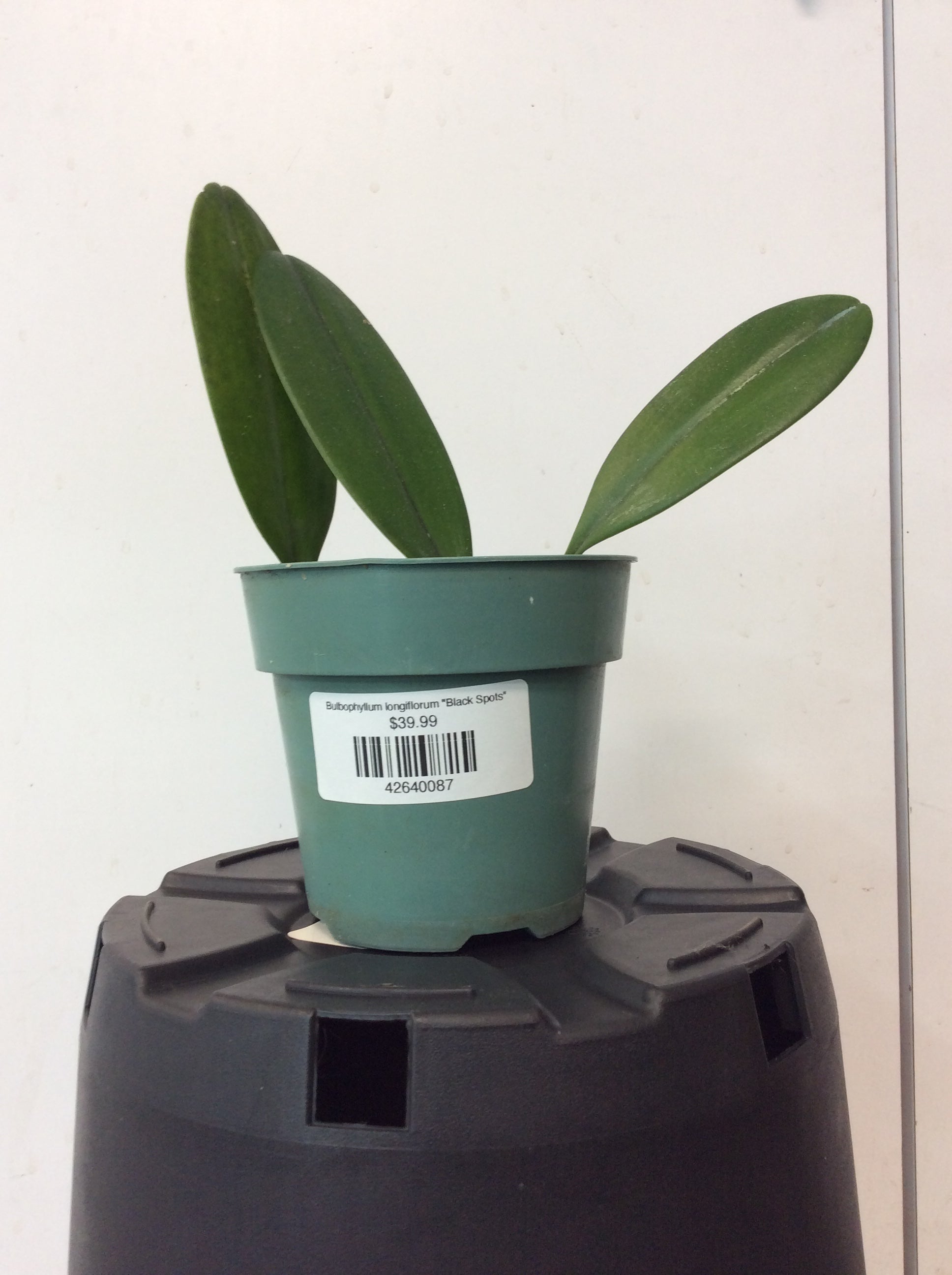 Bulbophyllum longiflorum « Taches noires »