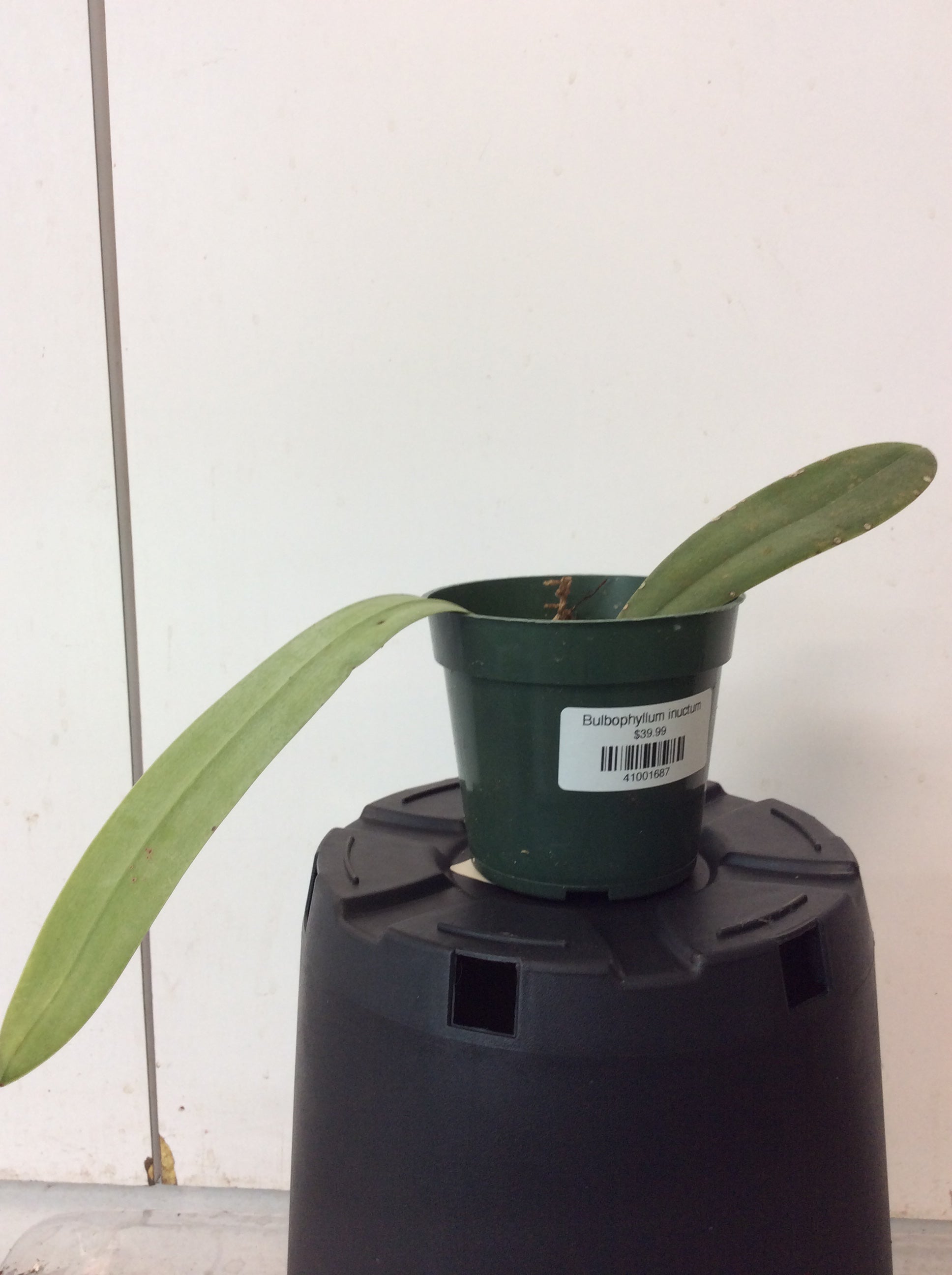 Bulbophyllum inuctum