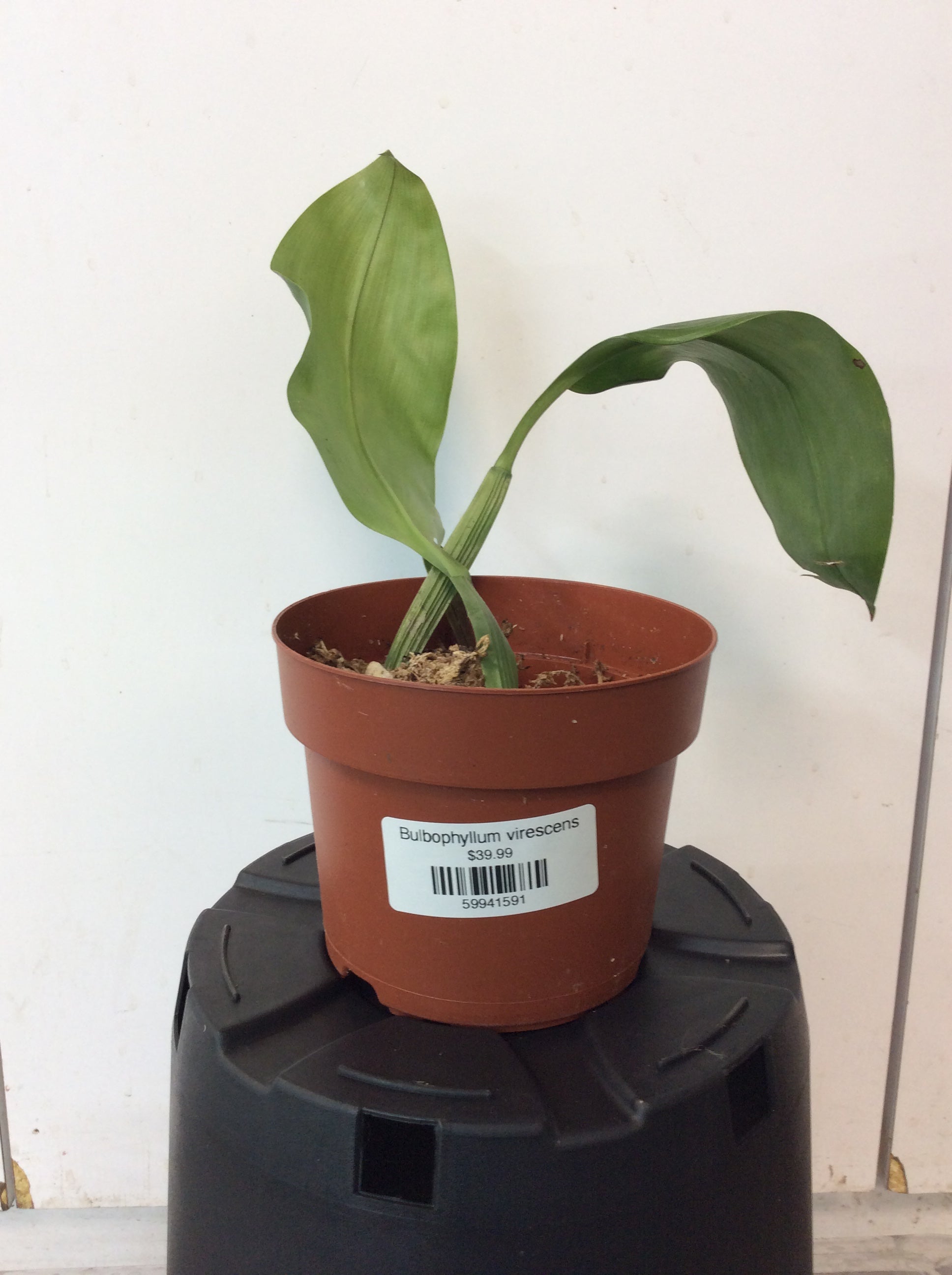 Bulbophyllum virescens