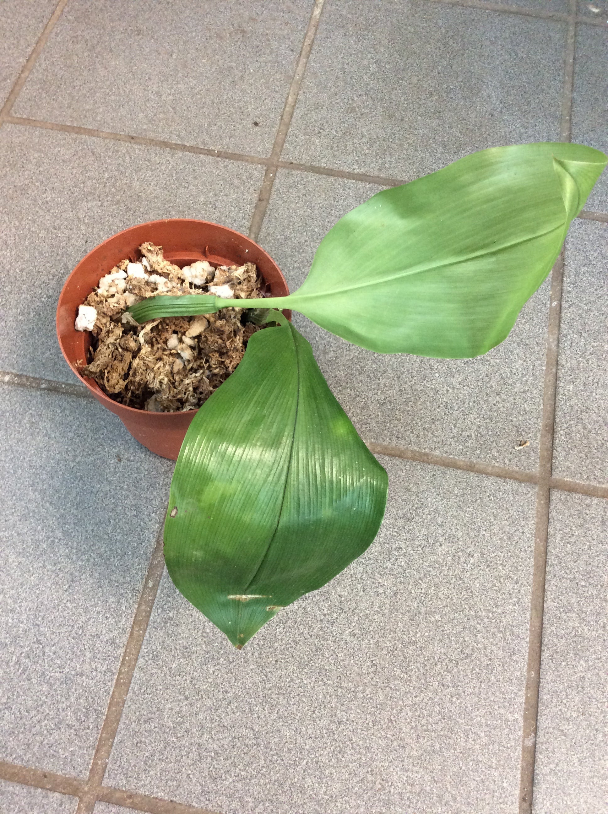 Bulbophyllum virescens