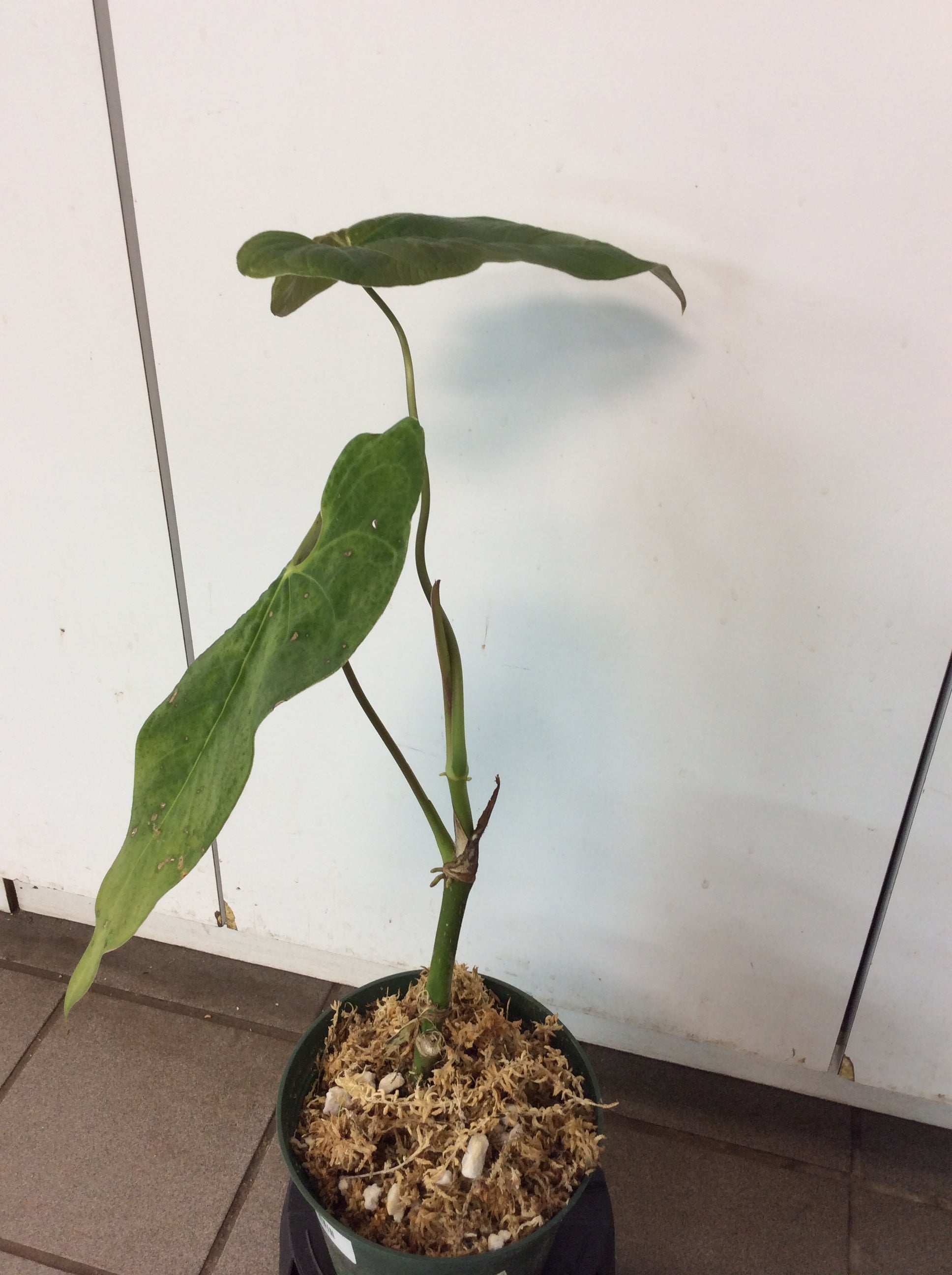 Anthurium exstipulatum