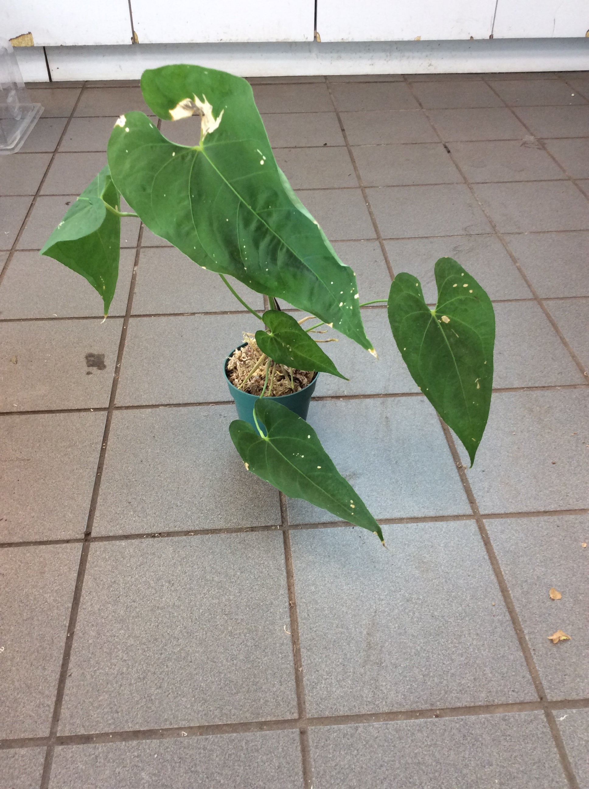 Anthurium rotundistigmatum