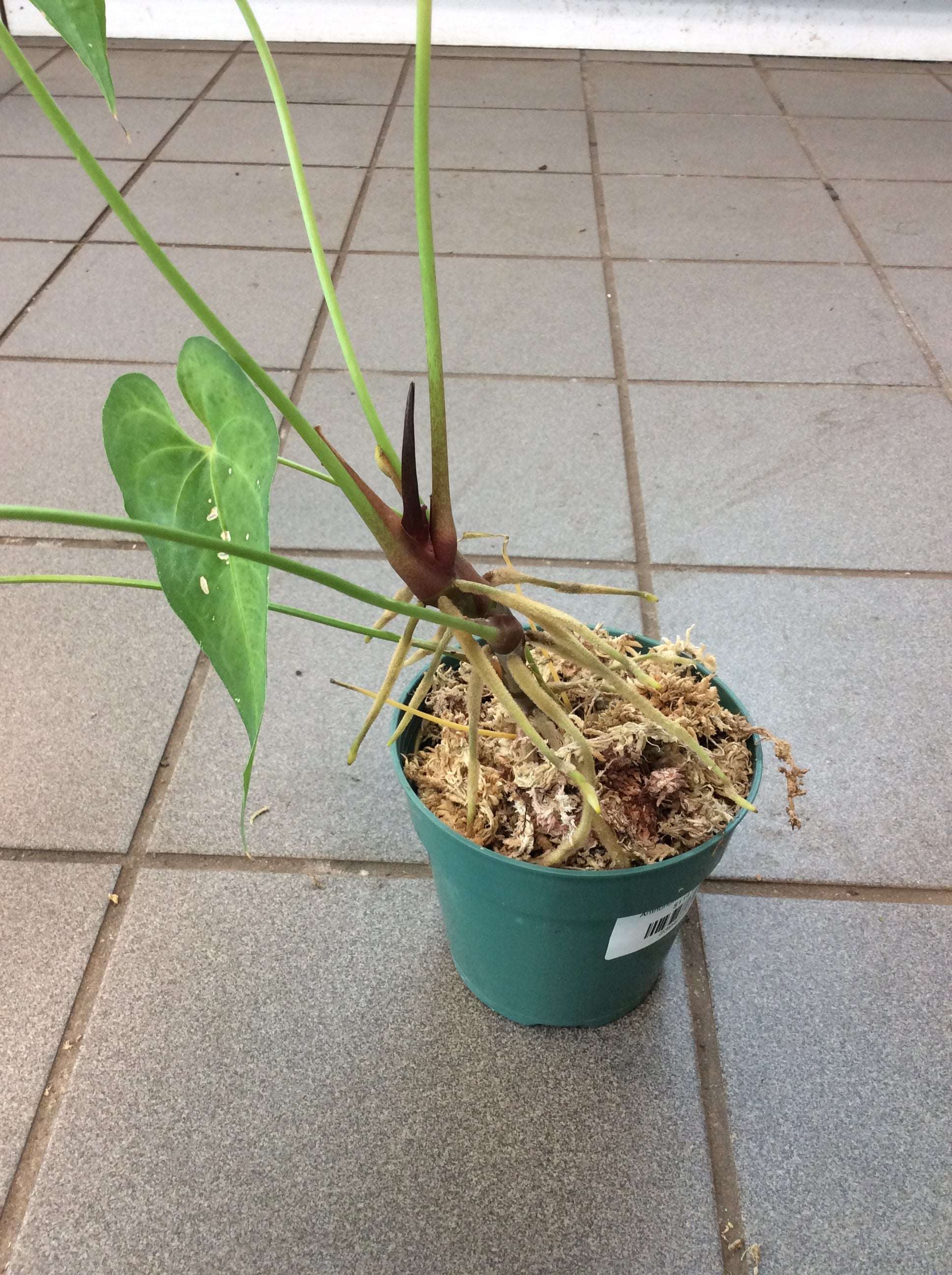 Anthurium rotundistigmatum