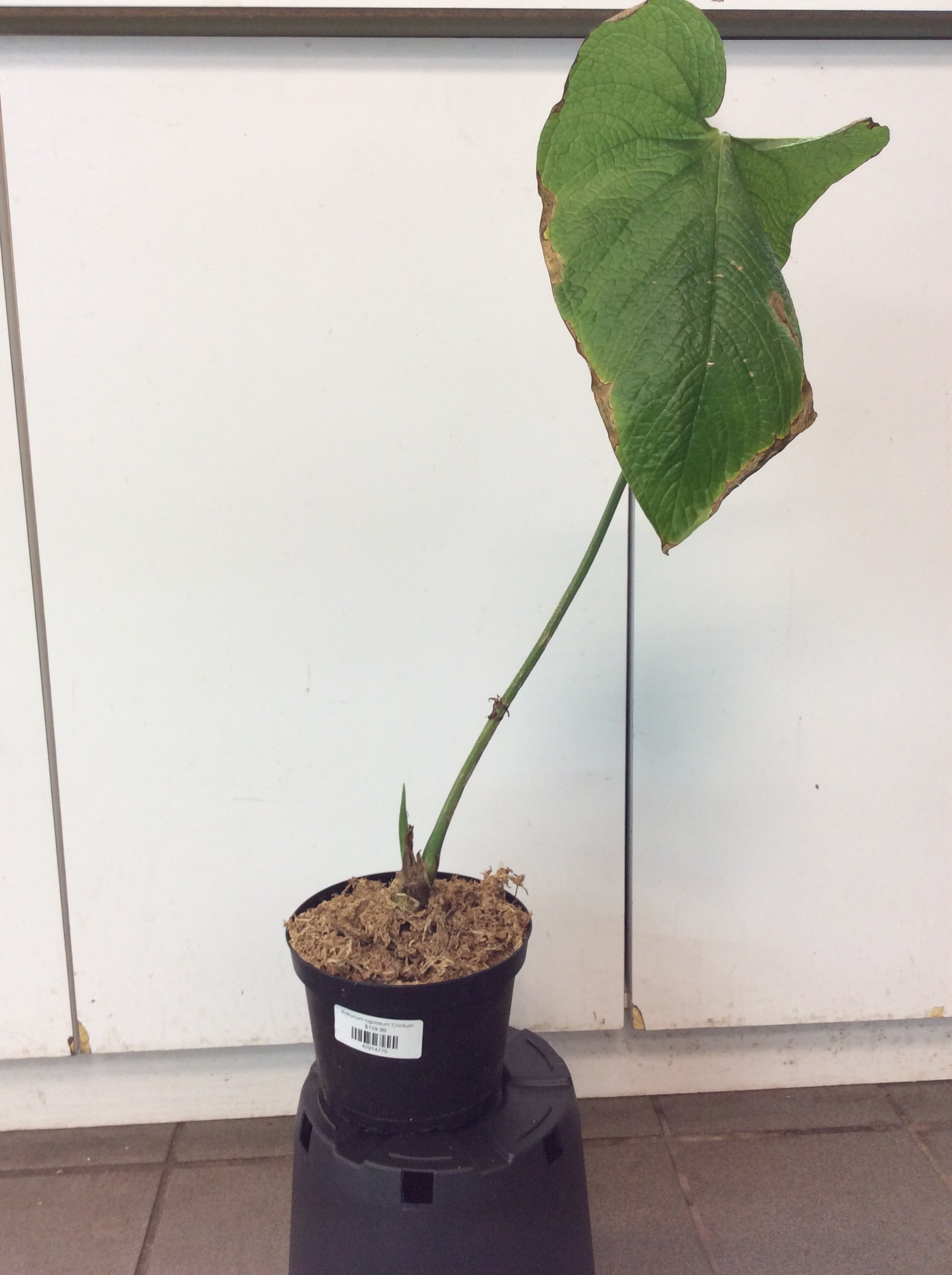 Anthurium rugulosum 'Crinitum'