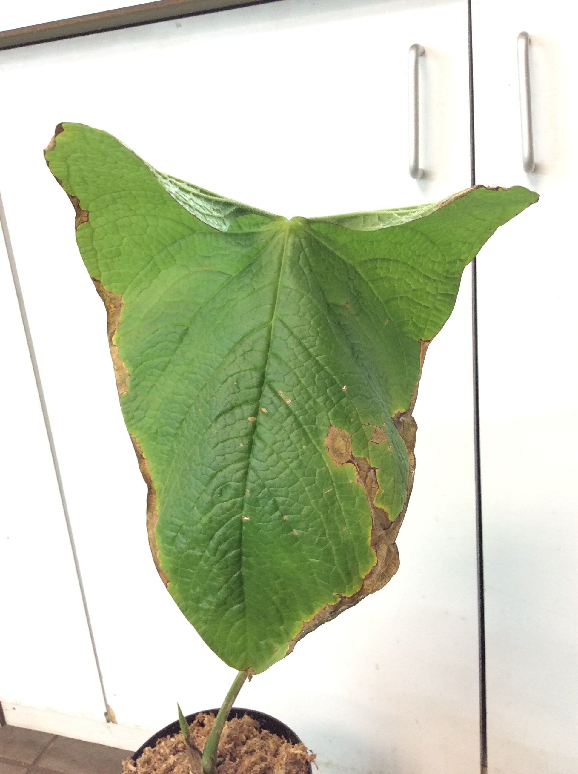 Anthurium rugulosum 'Crinitum'