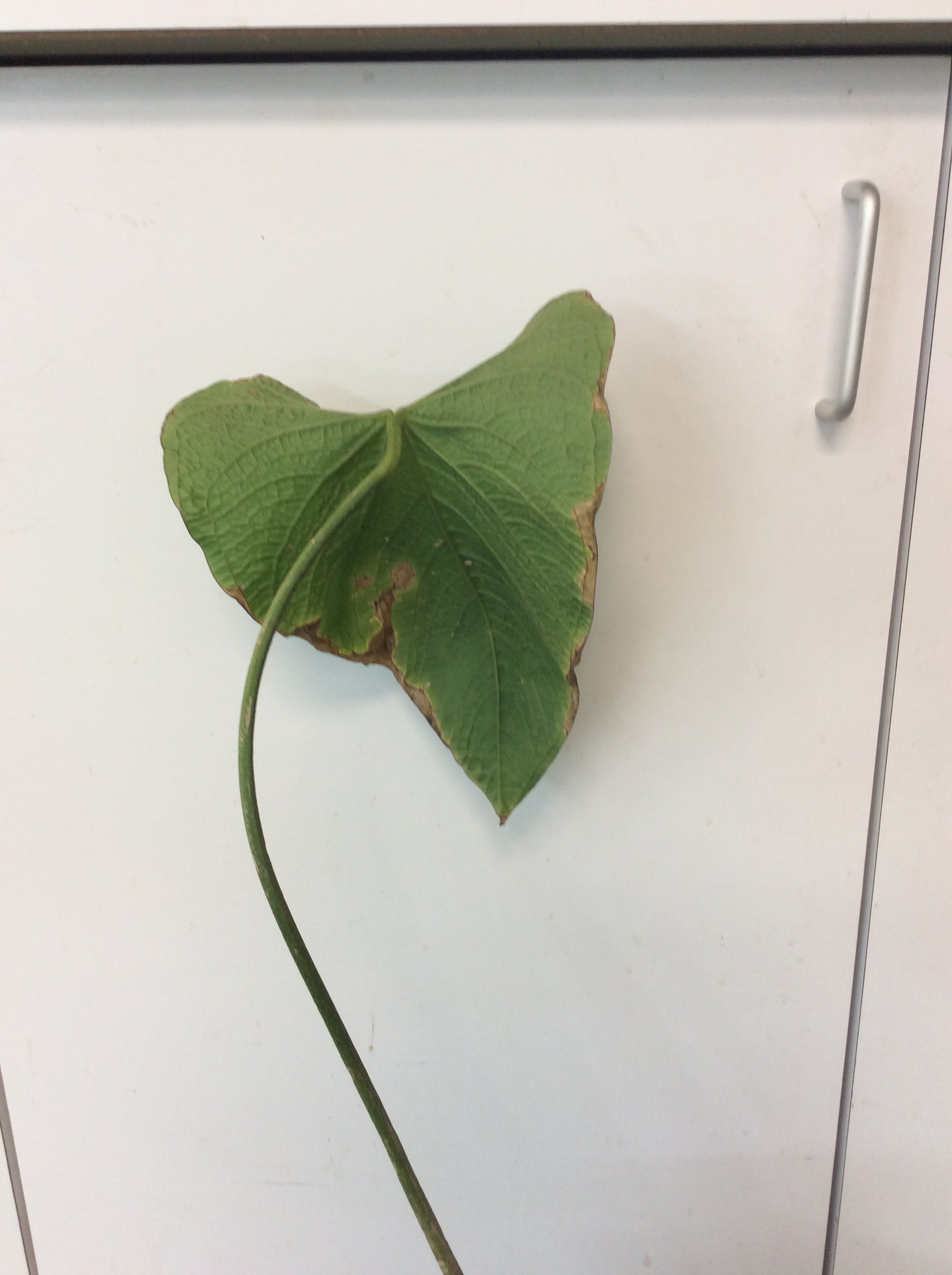 Anthurium rugulosum 'Crinitum'