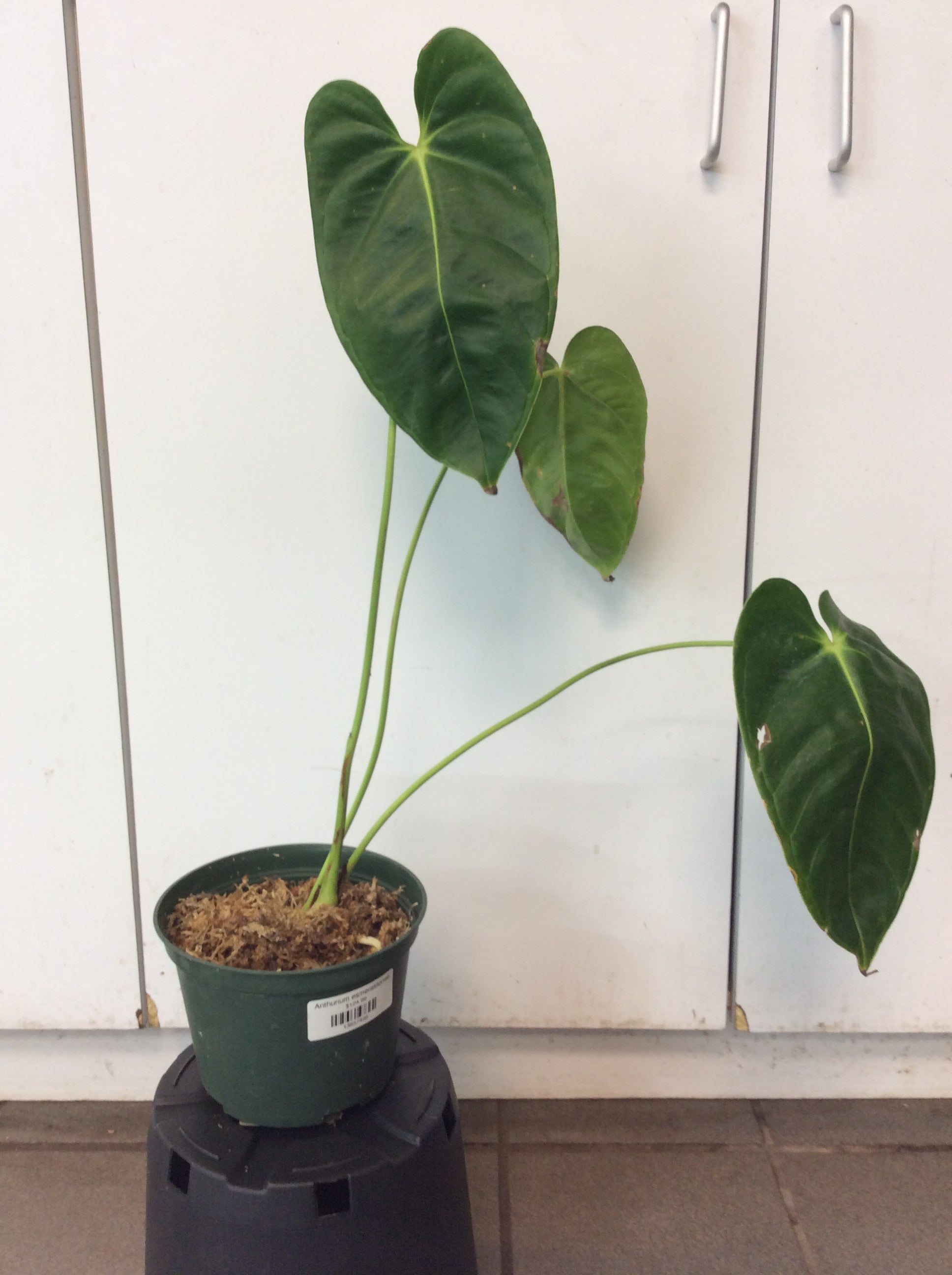 Anthurium esmeraldense