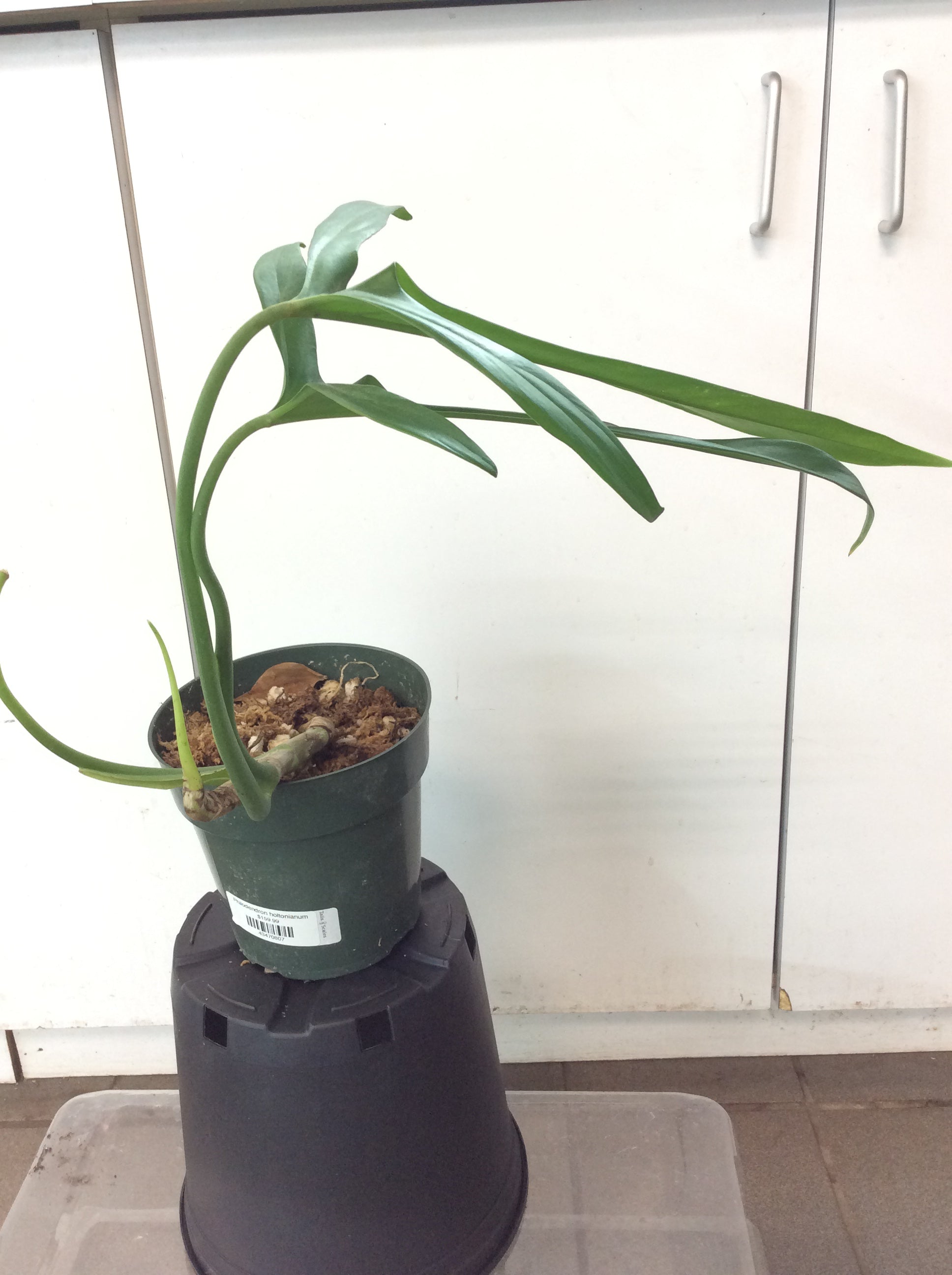 Philodendron holtonianum