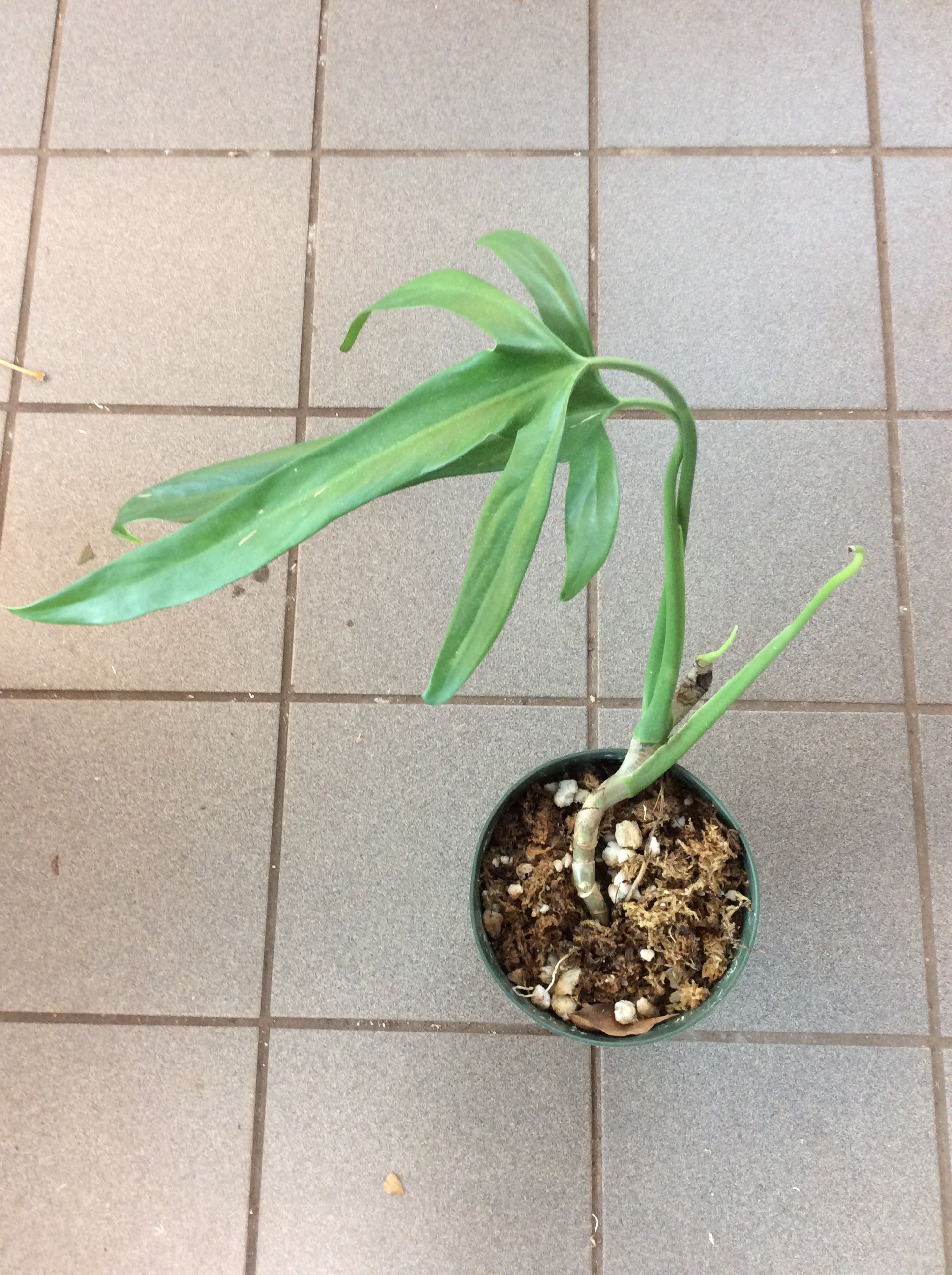 Philodendron holtonianum