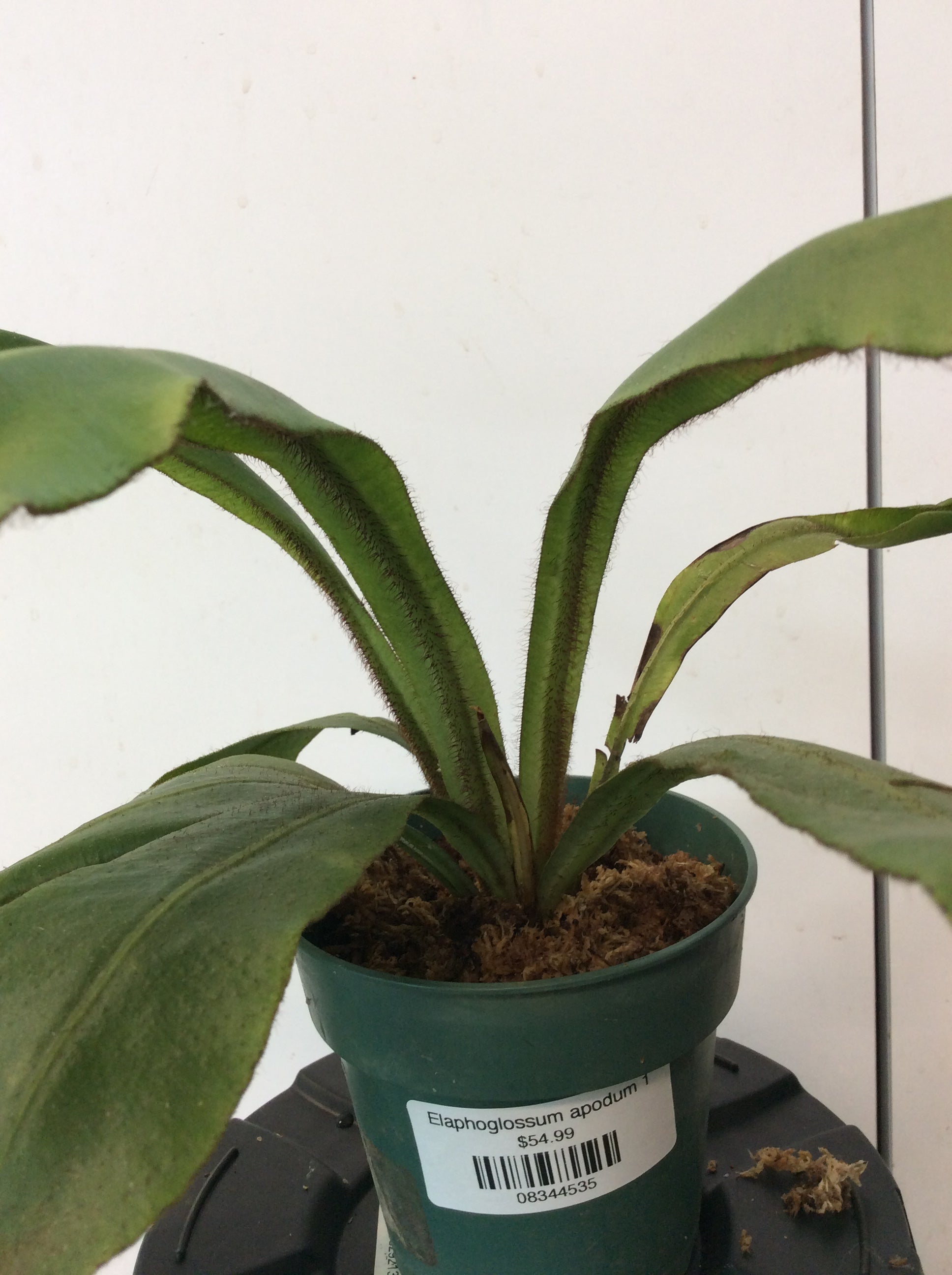 Elaphoglossum apodum 1