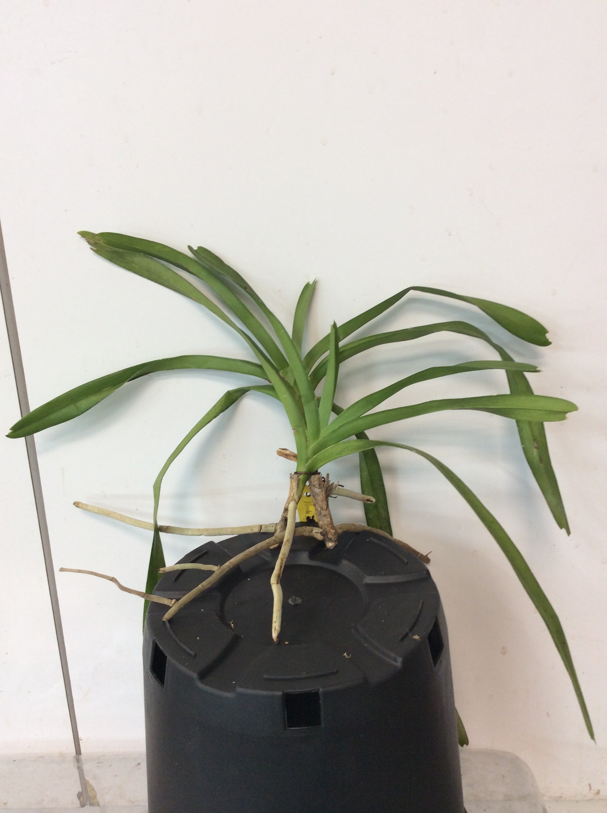 Vanda sp. aff insignis