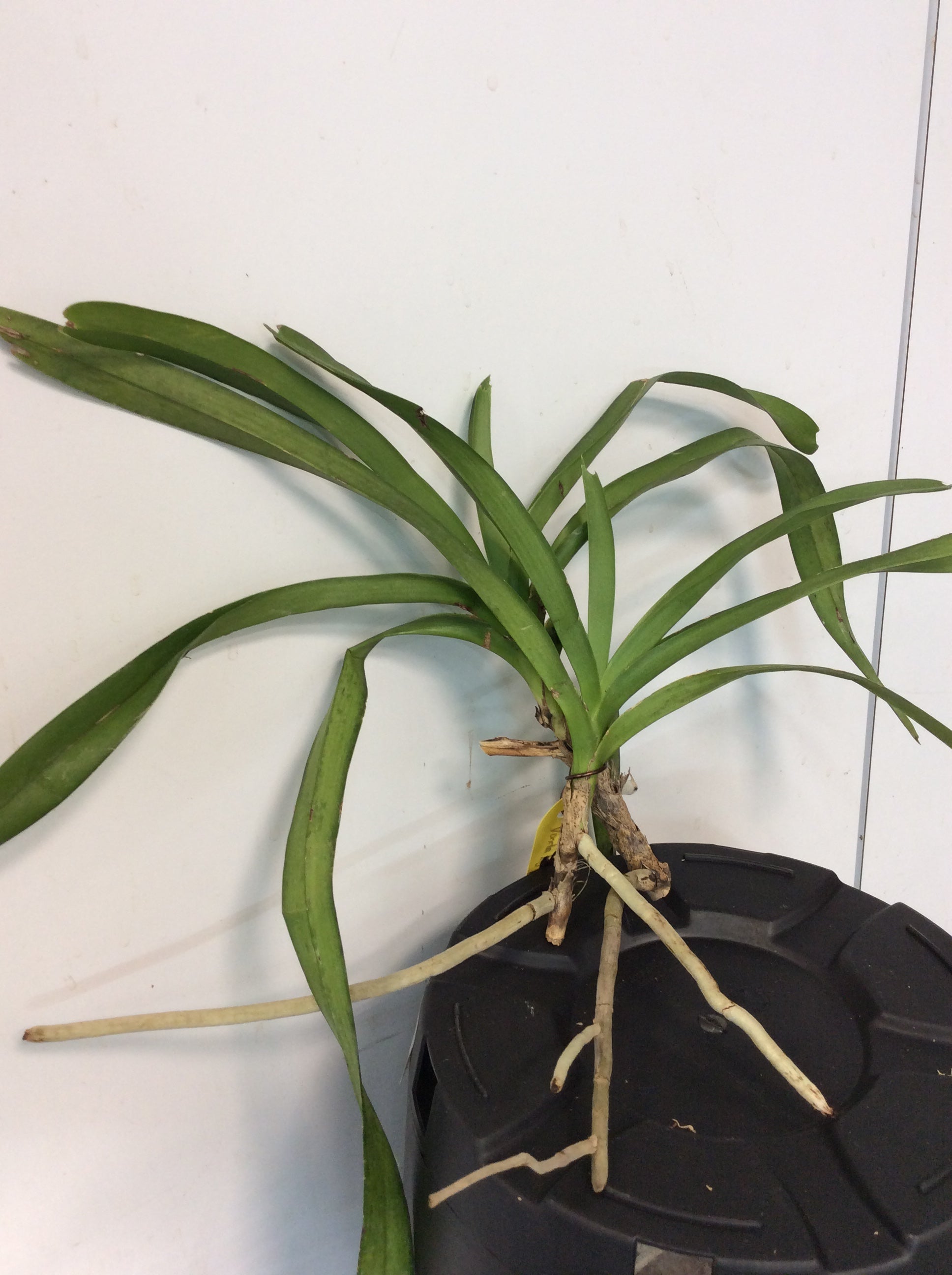 Vanda sp. aff insignis