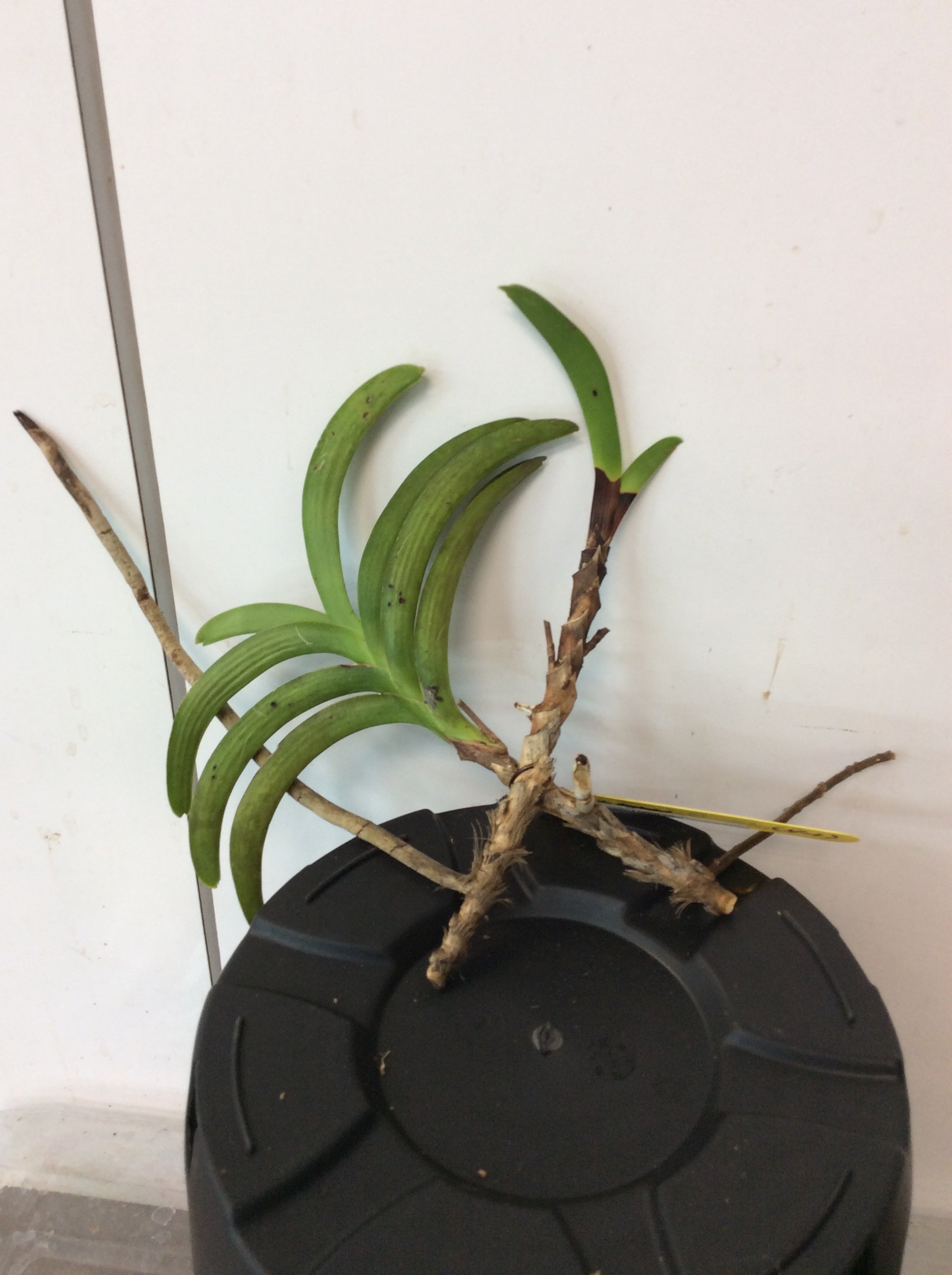Vanda sp.