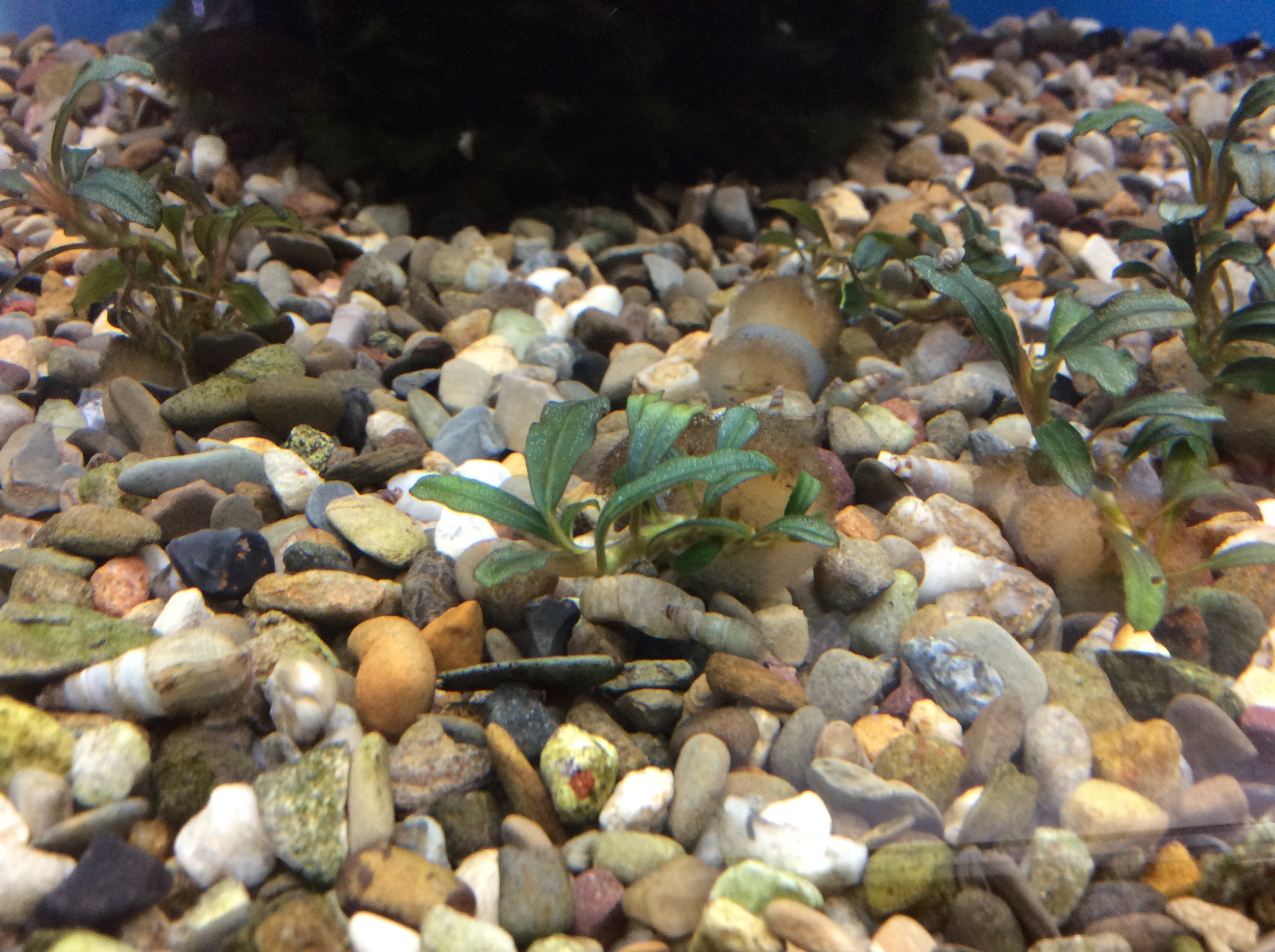 Bucephalandra Boyan Mini Narrow