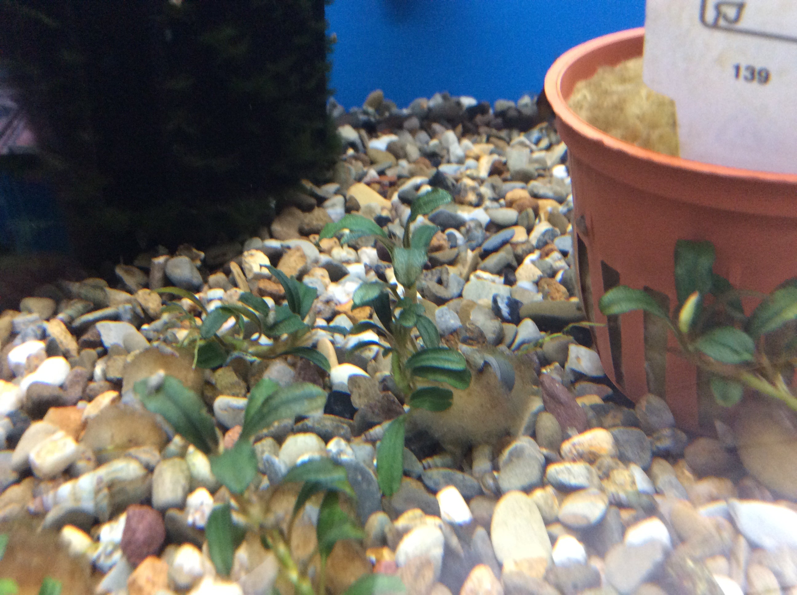 Bucephalandra Boyan Mini Narrow