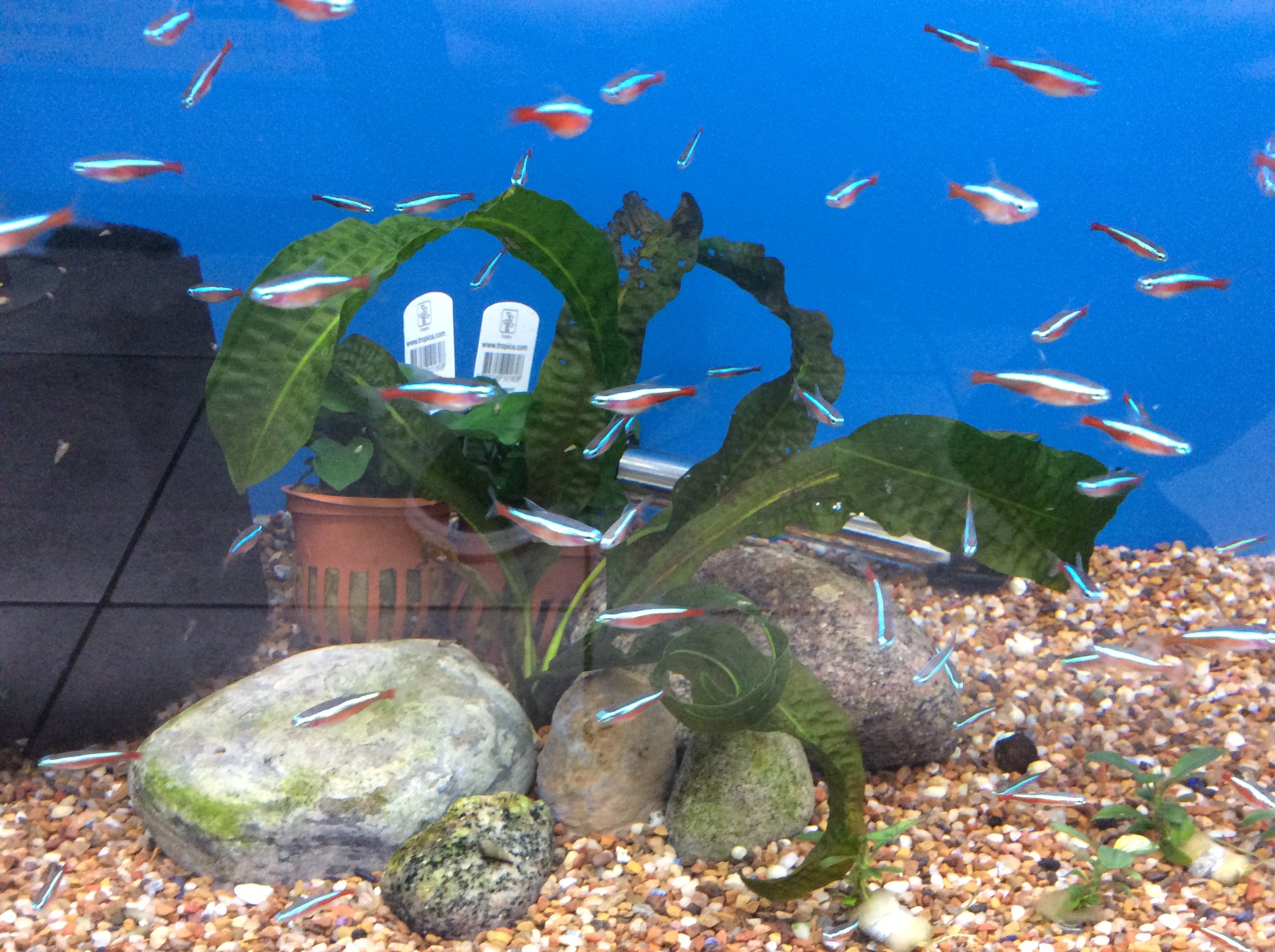 Aponogeton boivinianus