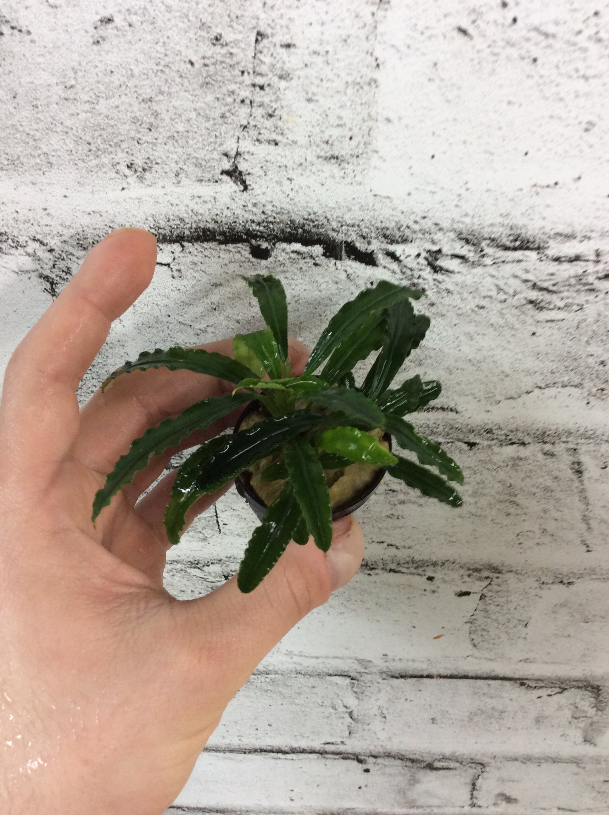 その他観葉植物 Bucepalandra sp. Entikong Bucephalandra sp. Entikong | アクアリウムショップグロリアス 販売ページ