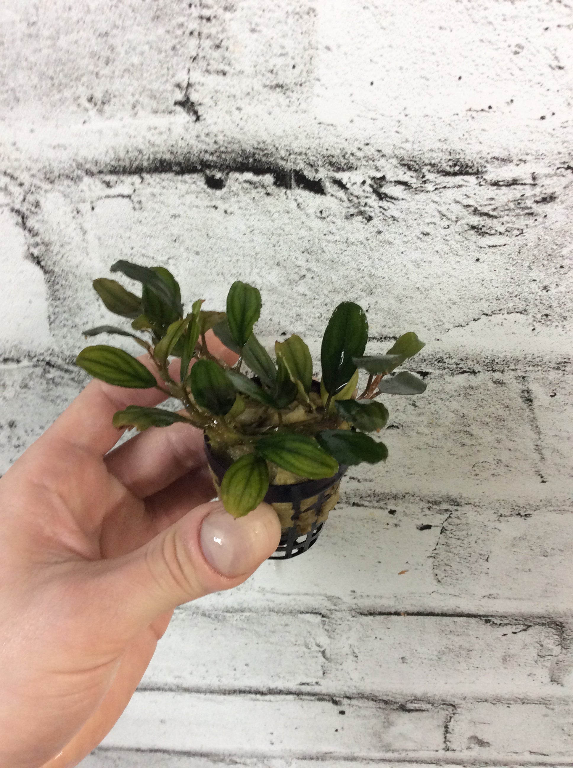 Bucephalandra sp Dark Blue