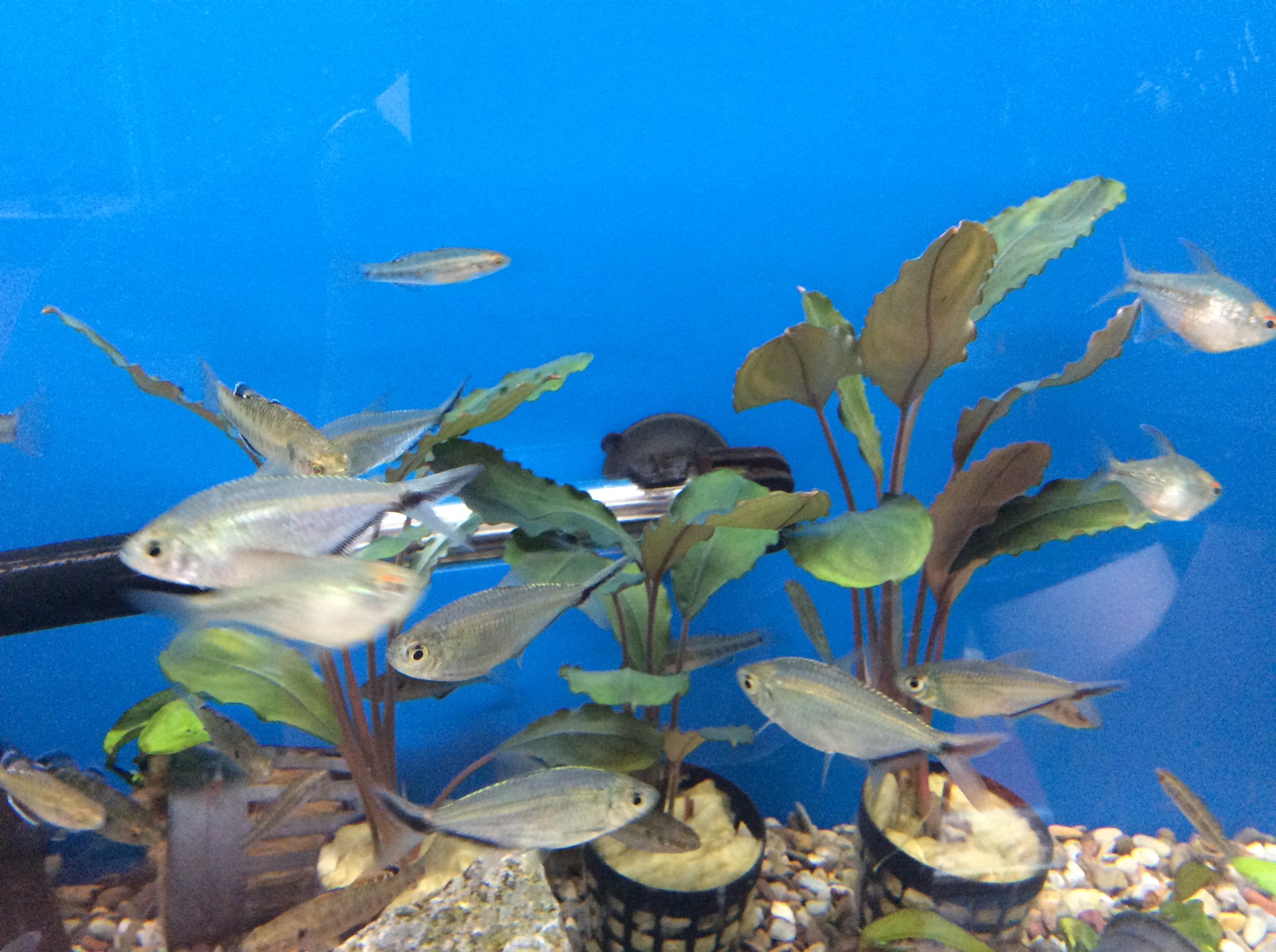 Bucephalandra sp Sanggau