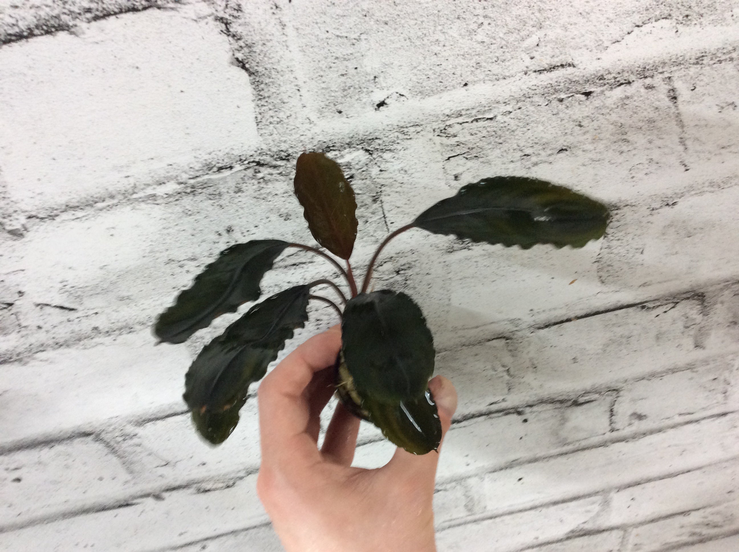 Bucephalandra sp Sanggau