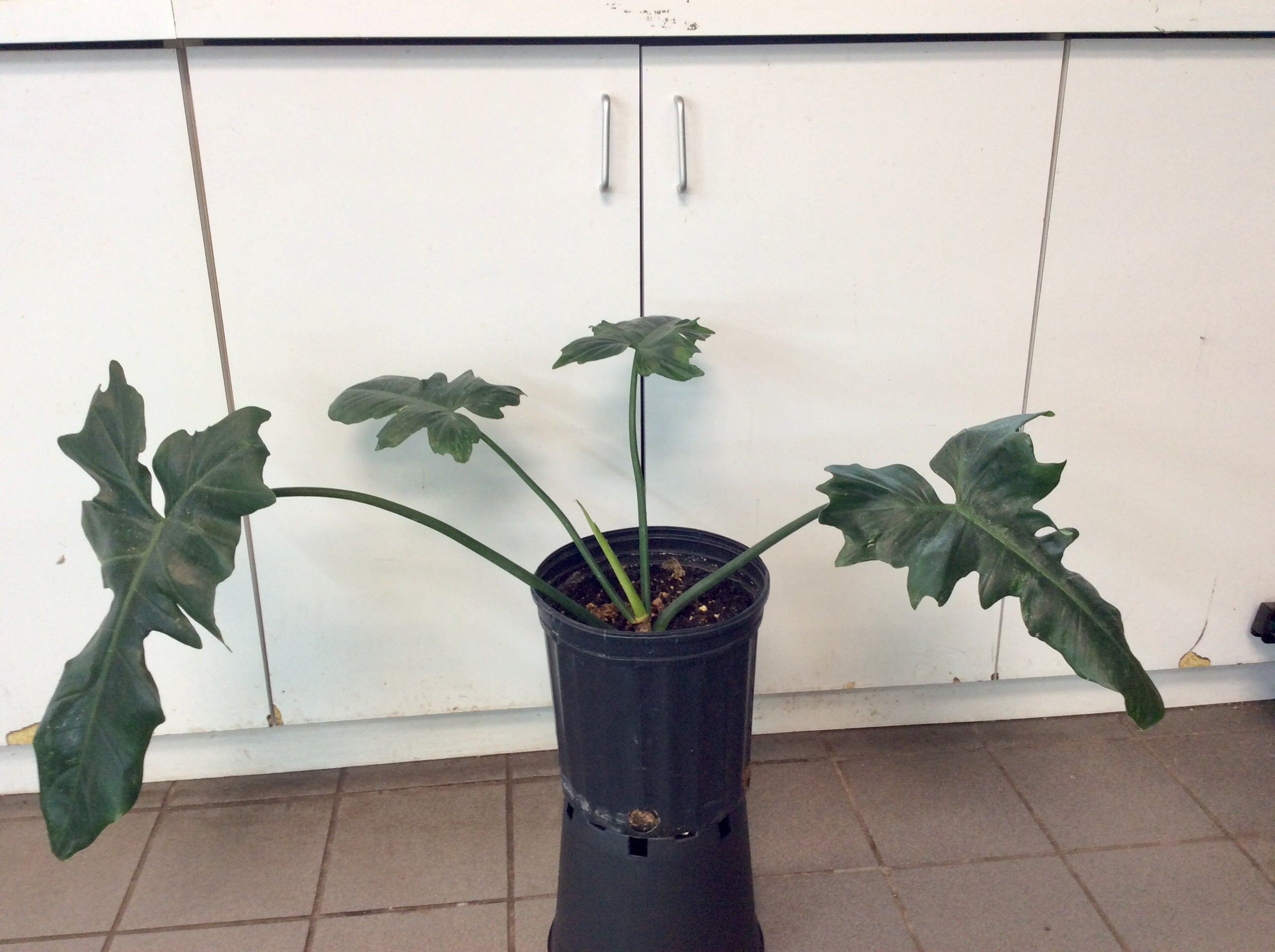 Philodendron 'Golden Dragon'