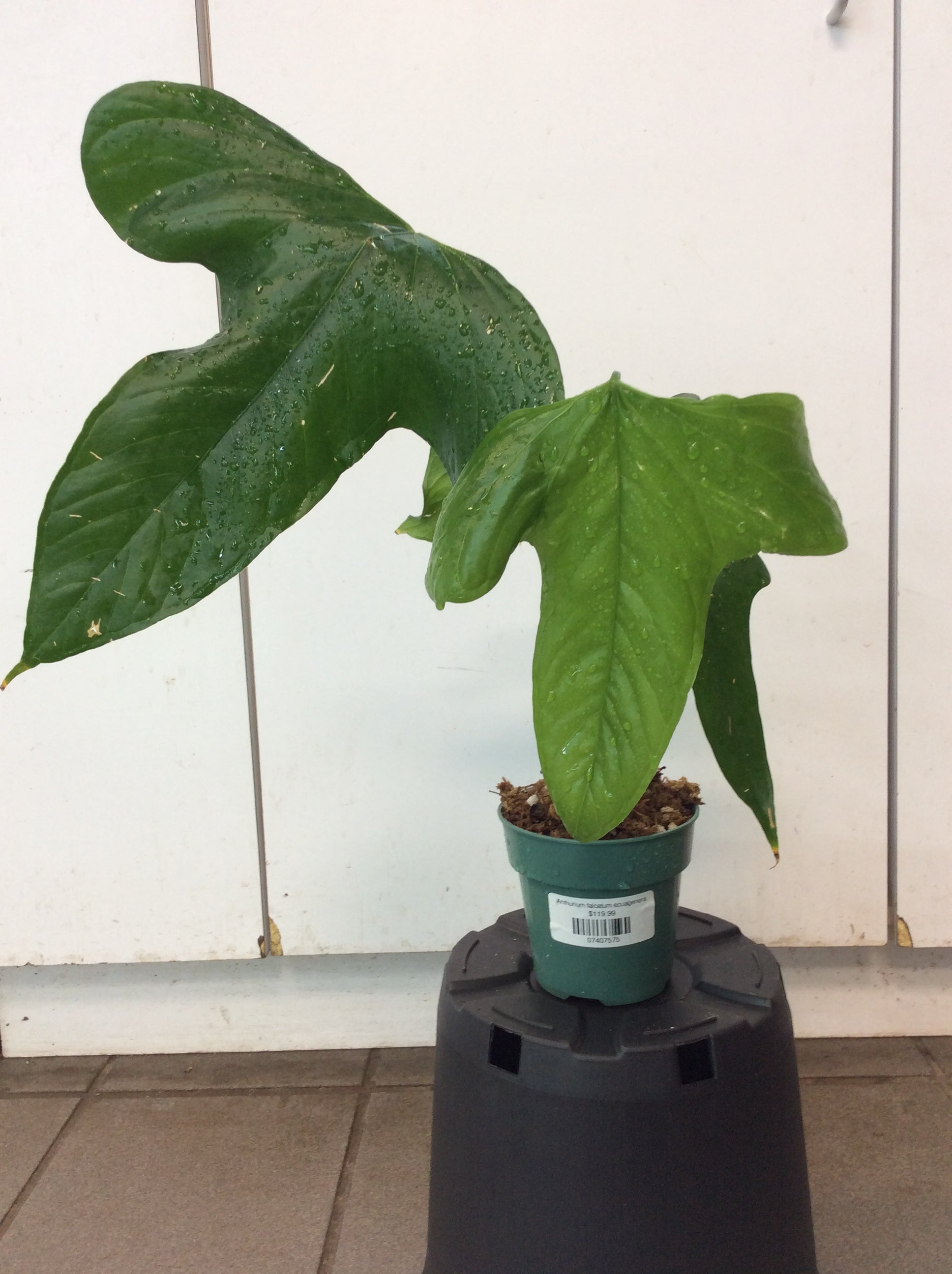 Anthurium falcatum ecuagenera