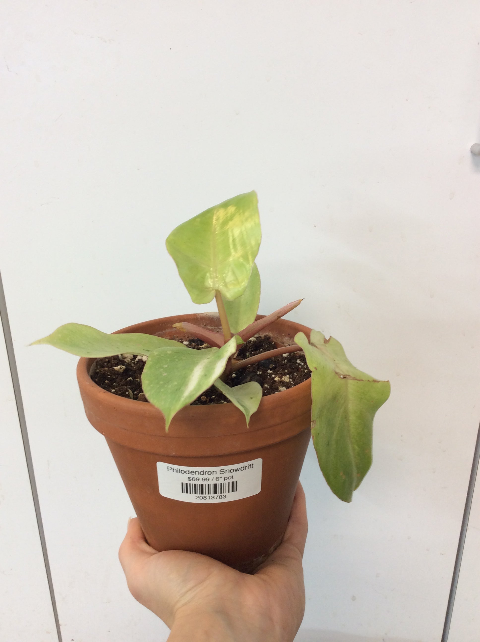 Philodendron Snowdrift