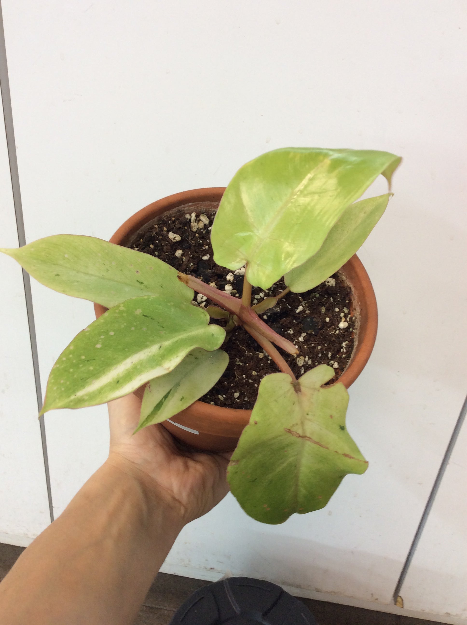 Philodendron Snowdrift