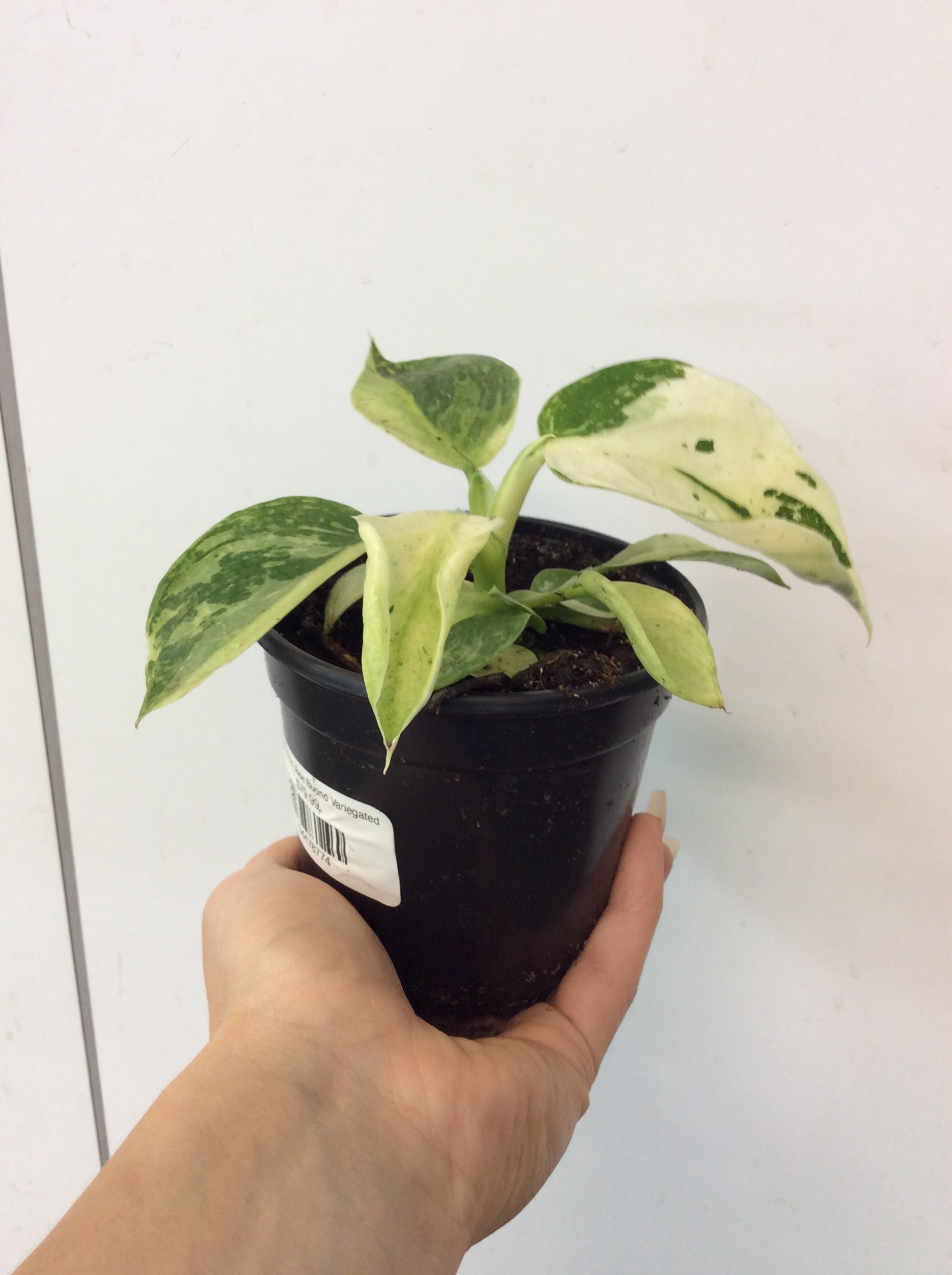 Philodendron Jose Buono Variegated