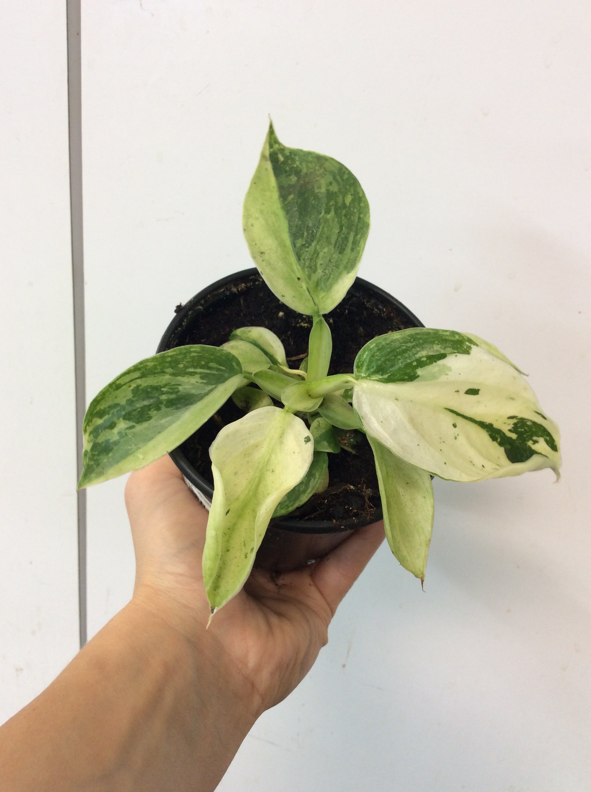 Philodendron Jose Buono Variegated