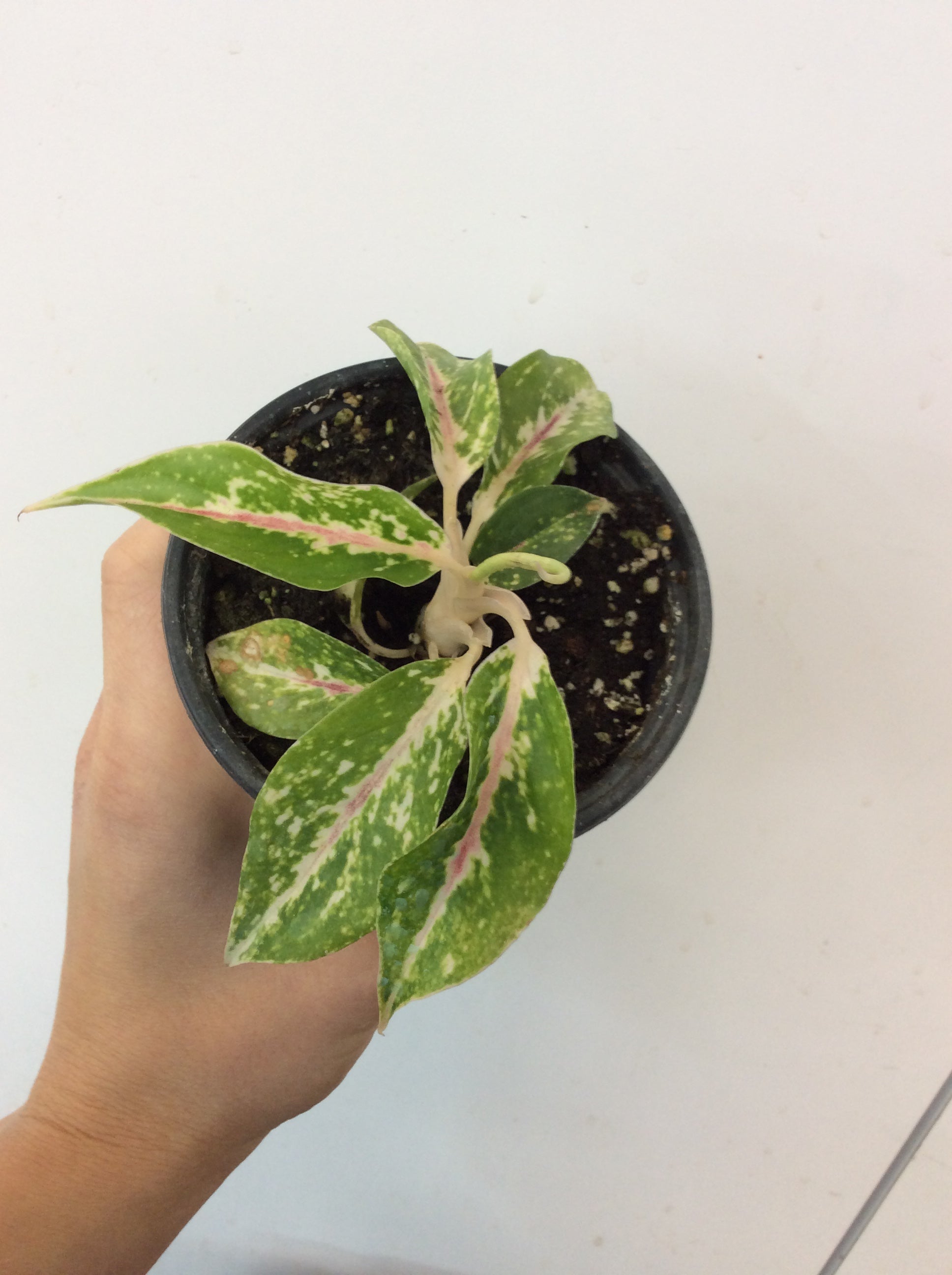 Aglaonema 'Star Shining'