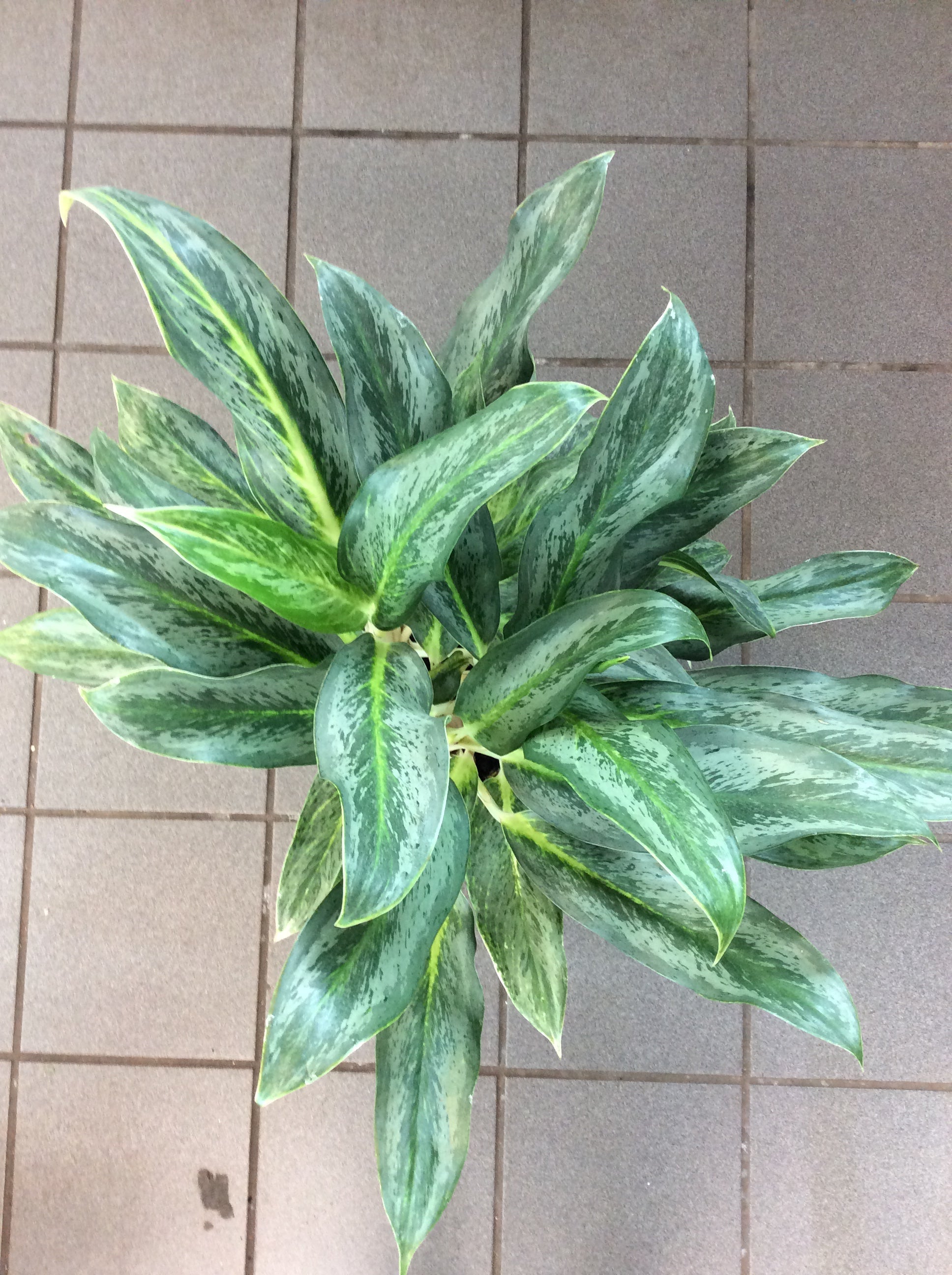 Aglaonema Koh Samui