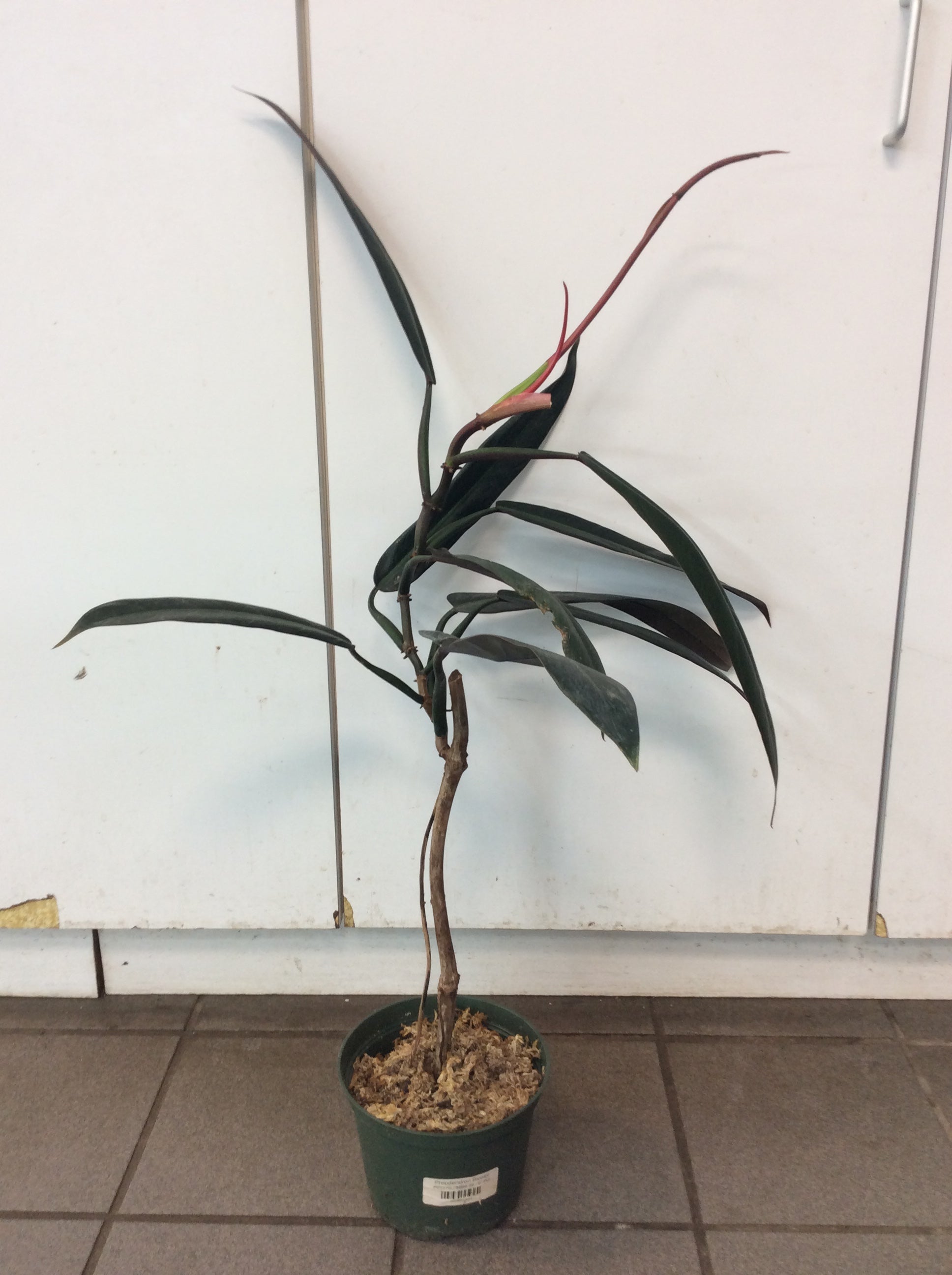 Philodendron bicolore