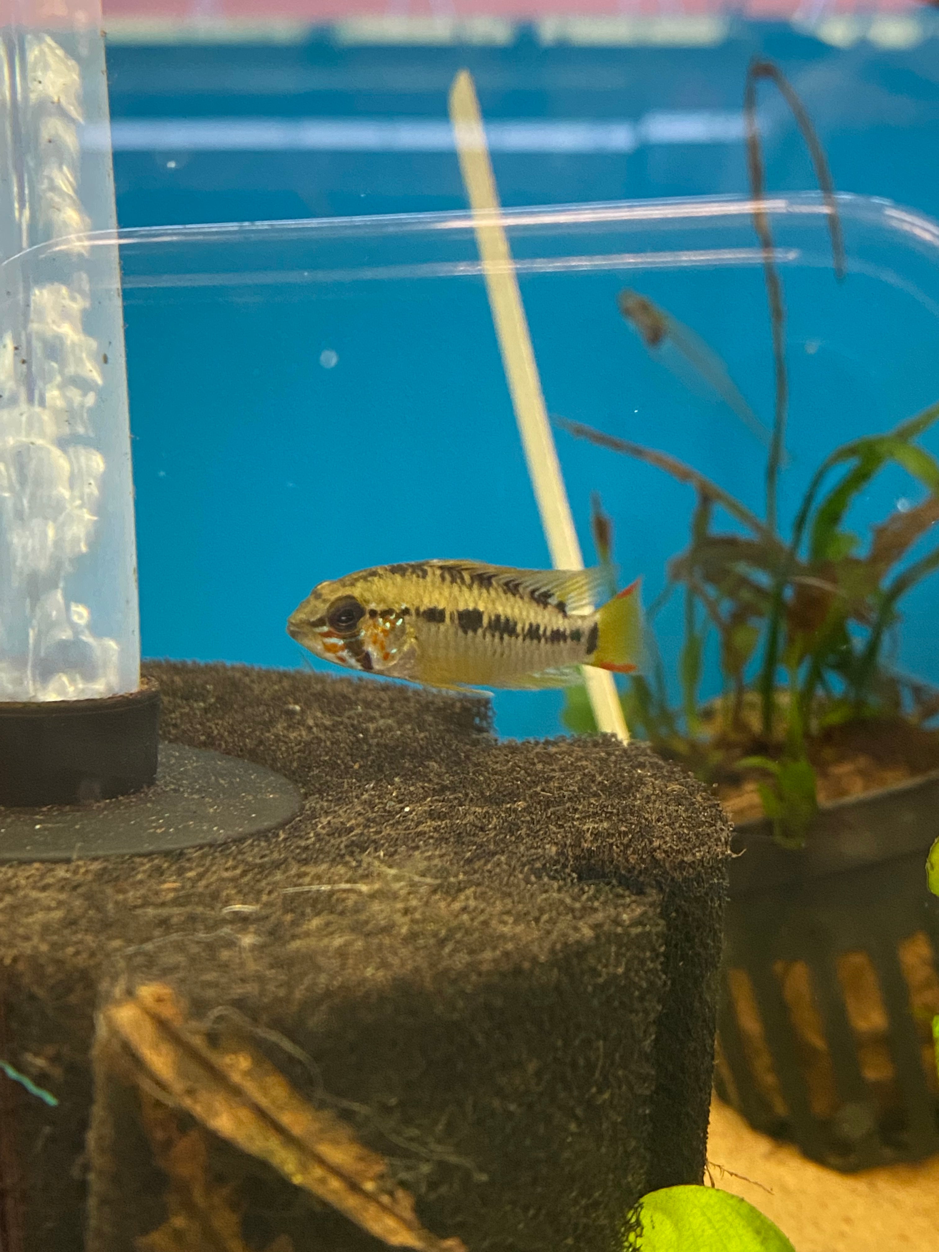 Apistogrammes cf. macmasteri (I)