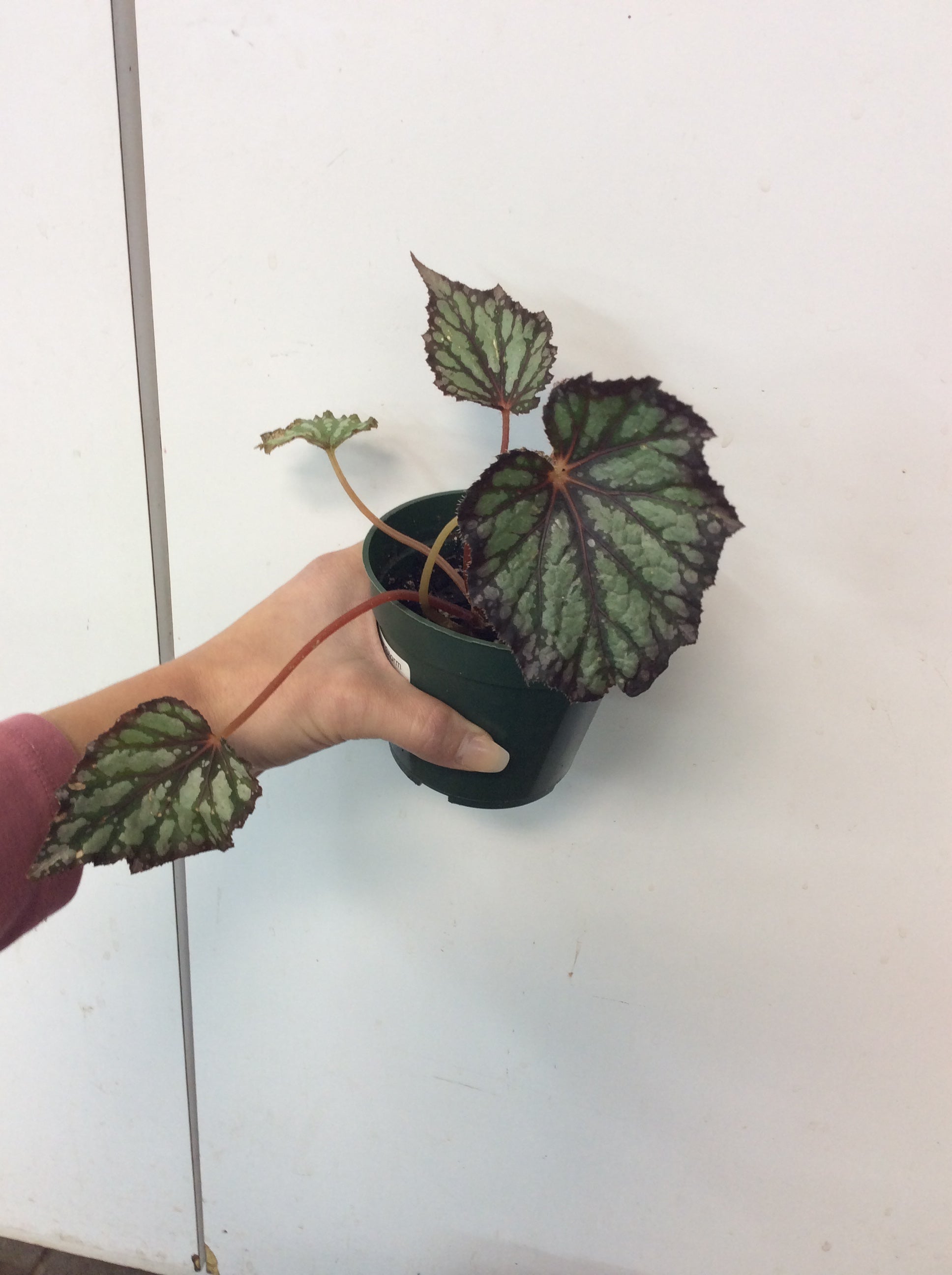 Begonia Summer Storm