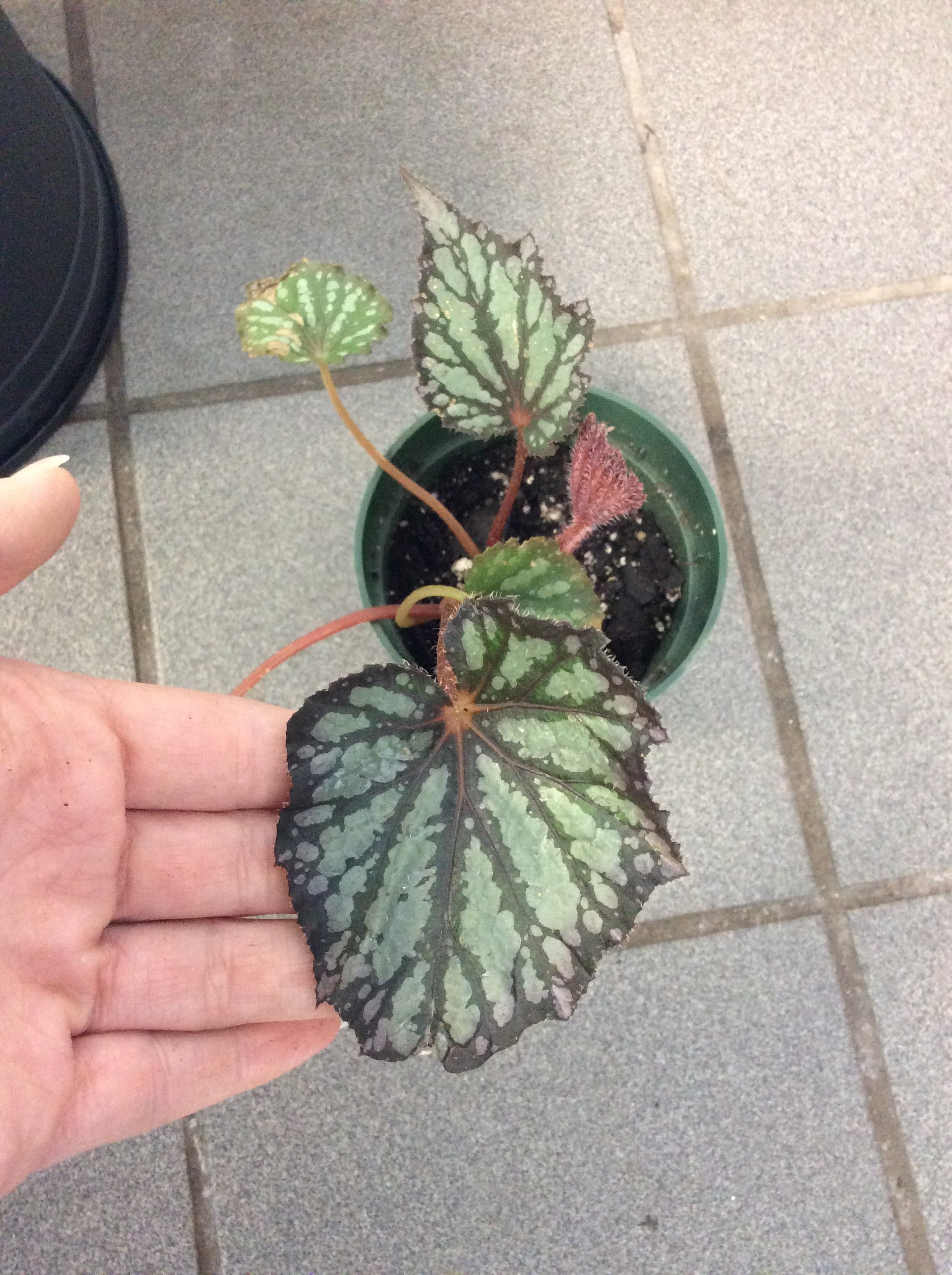 Begonia Summer Storm