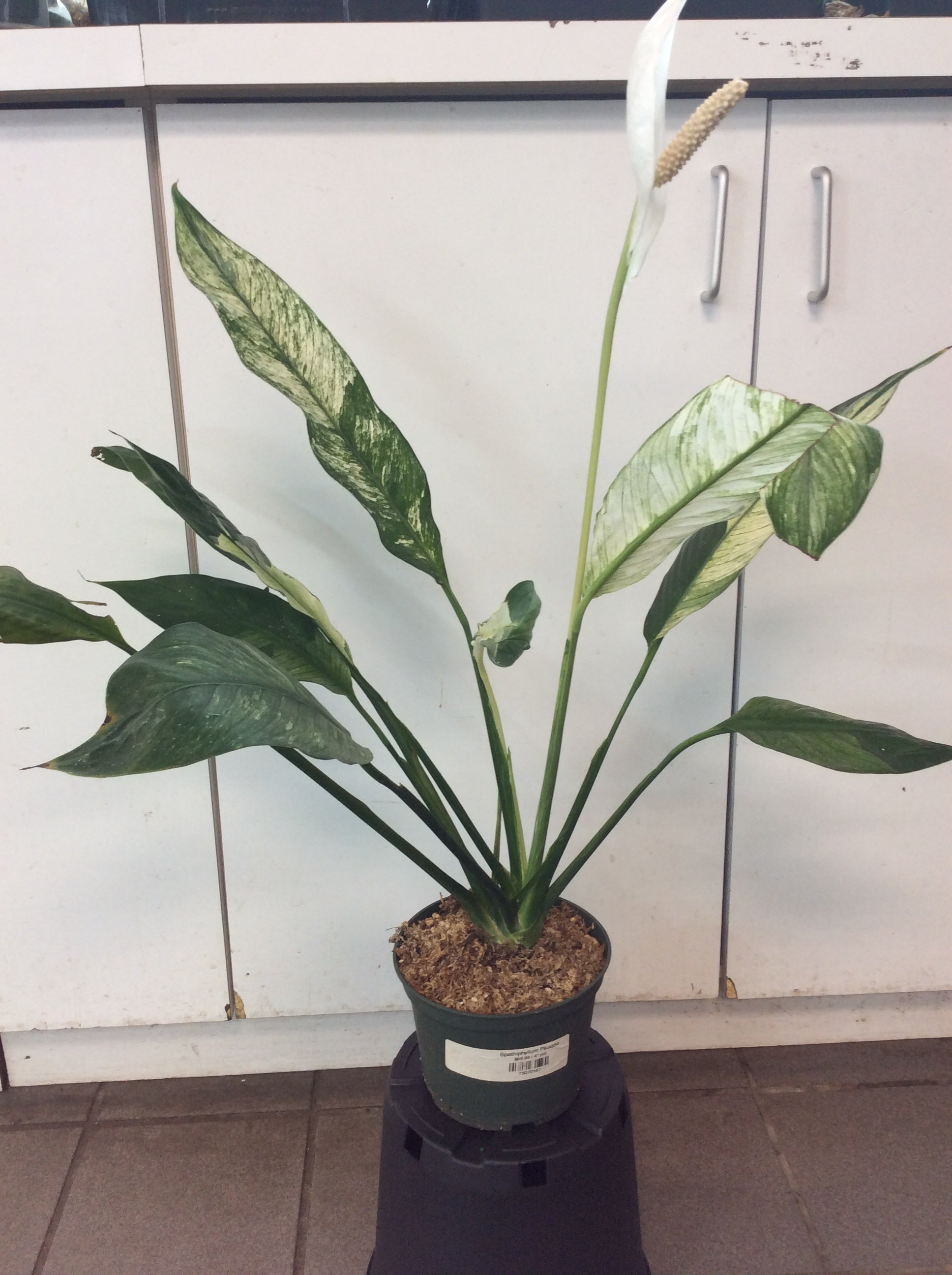 Spathiphyllum Picasso