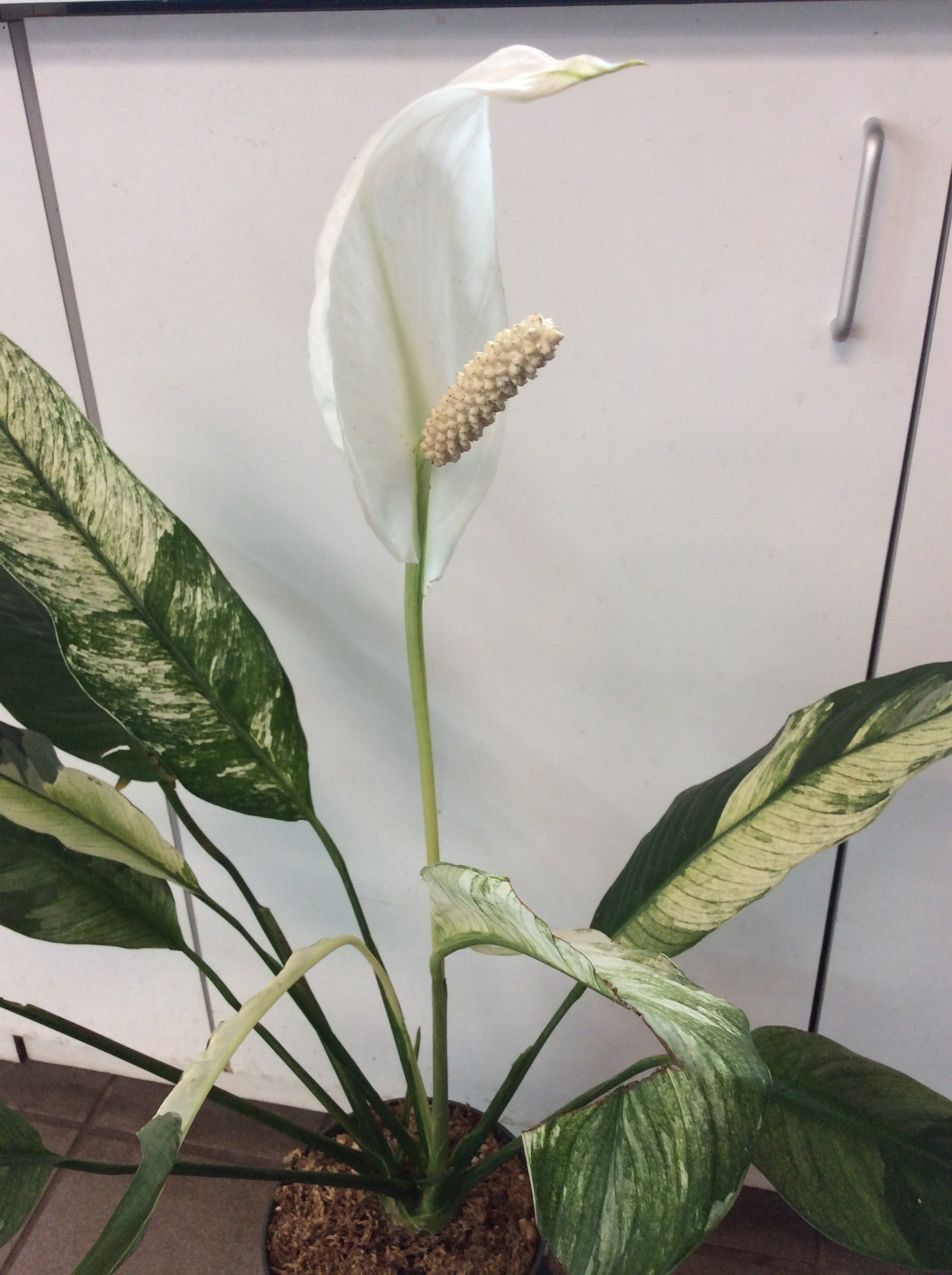 Spathiphyllum Picasso