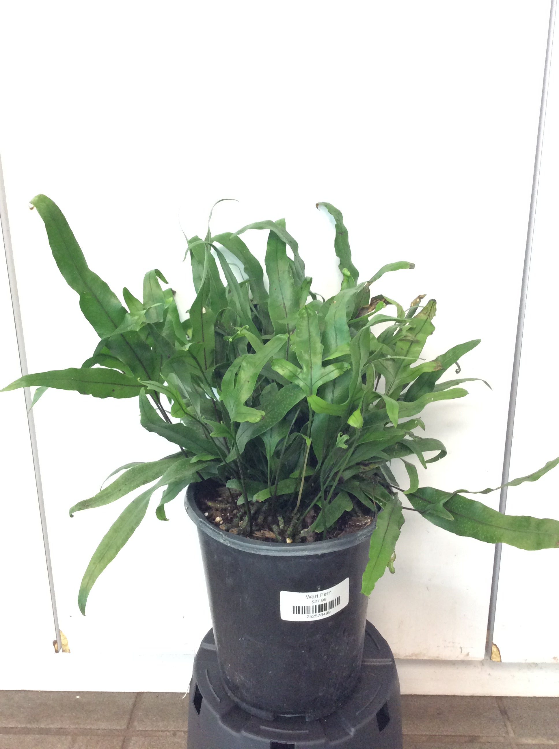 Fougère verruqueuse