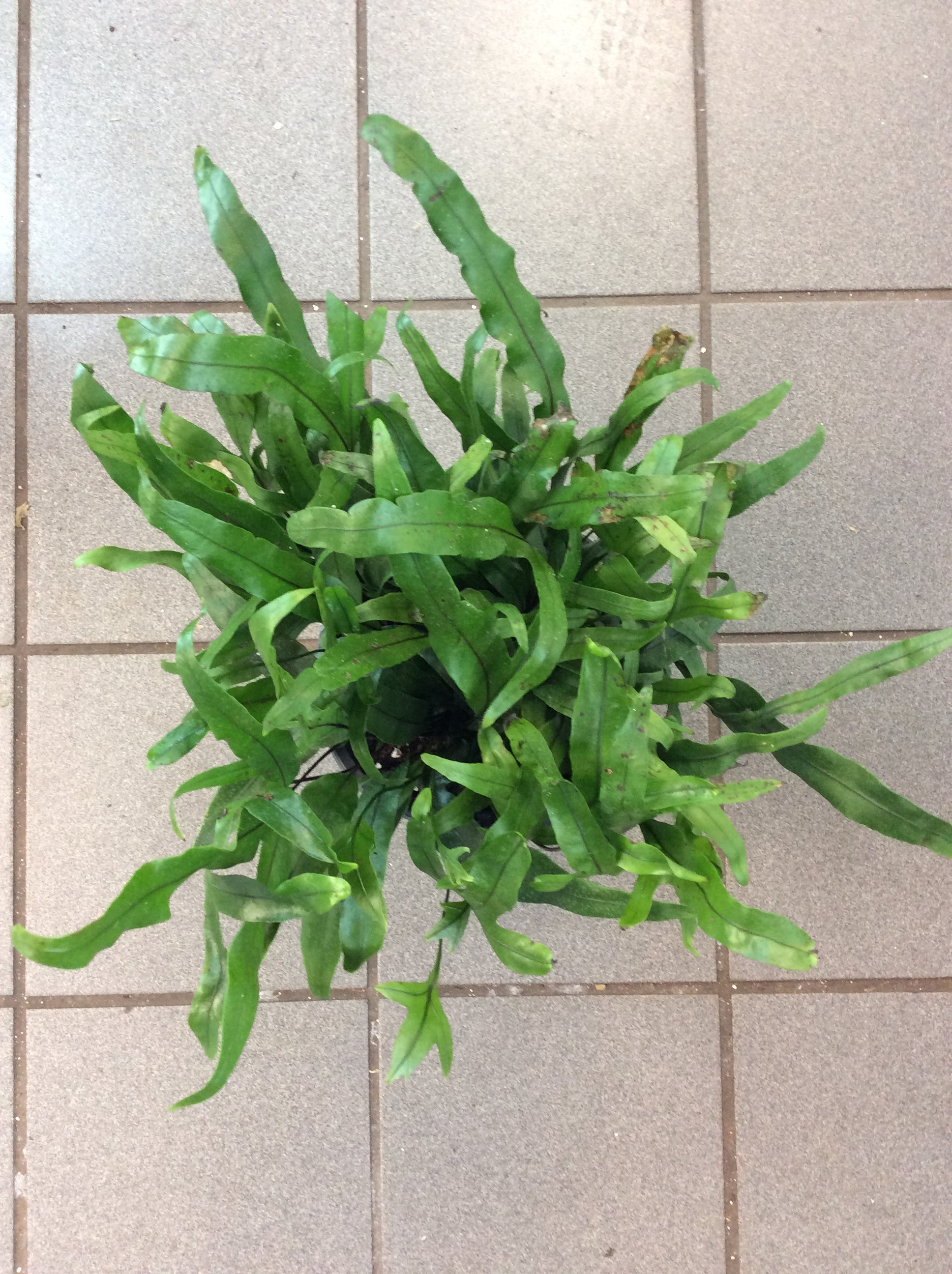 Fougère verruqueuse