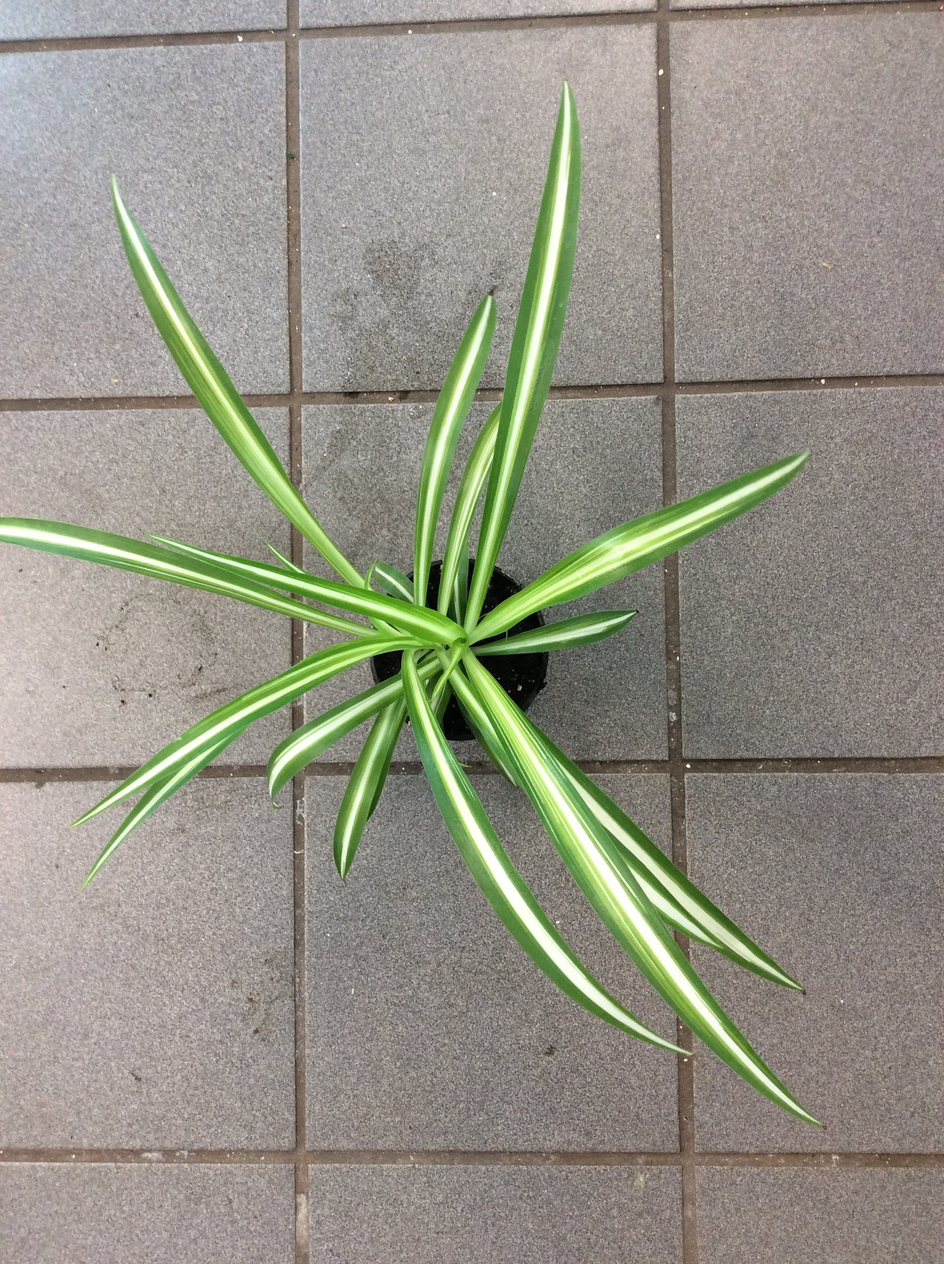 Plante araignée 'Maria'