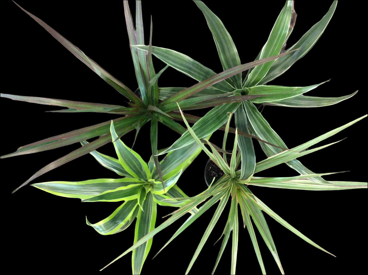 Assortiment de Dracaena