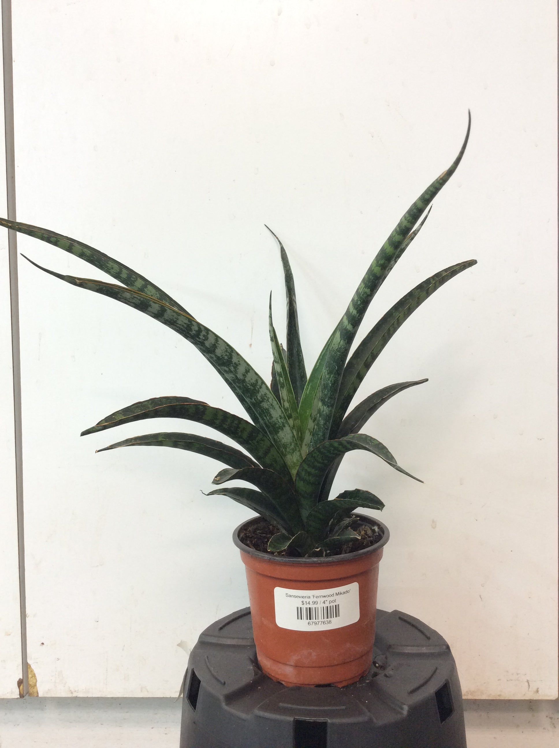 sansevieria toronto Sansevieria 'Fernwood Mikado'