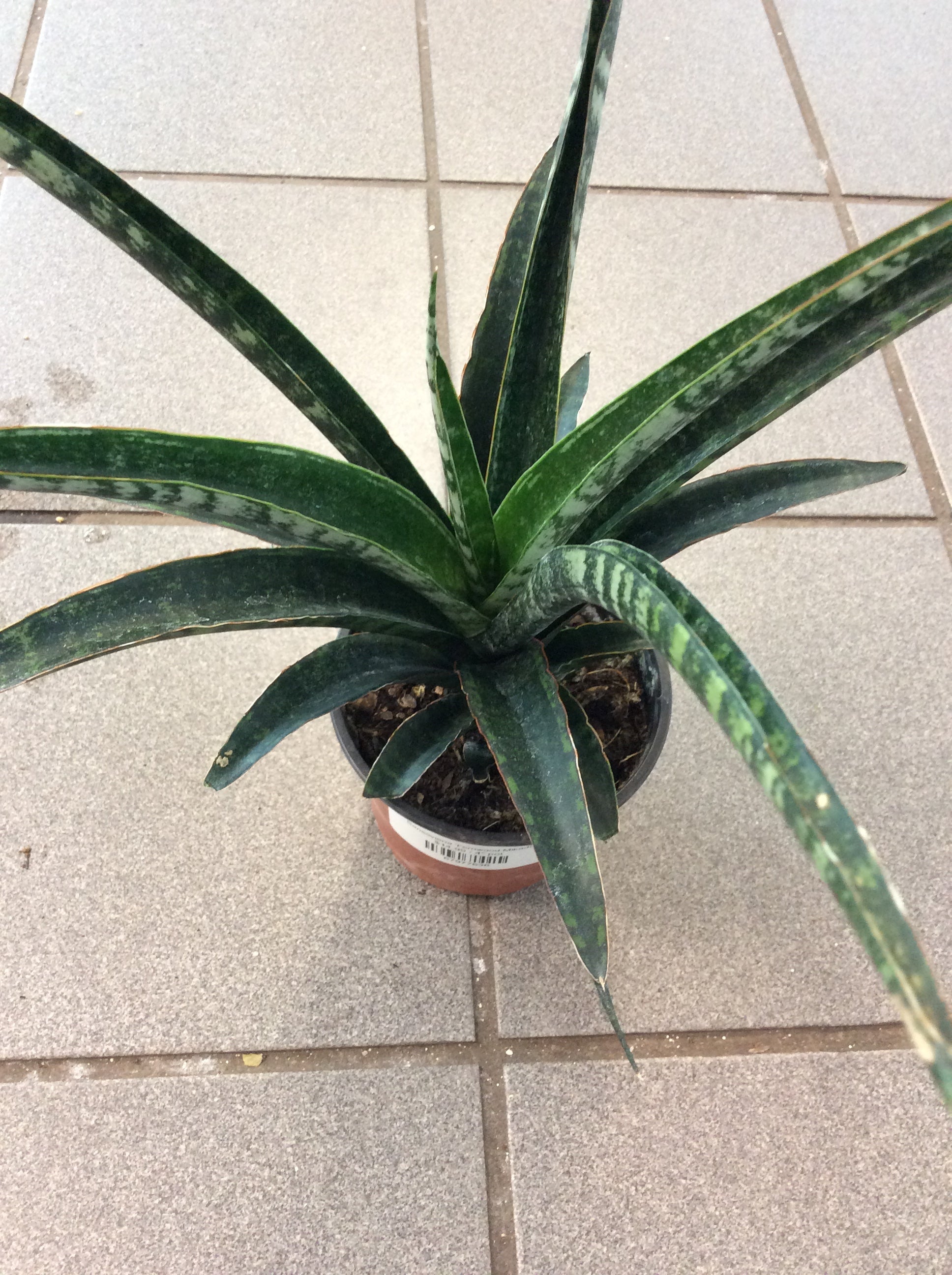 Sansevieria 'Fernwood Mikado'