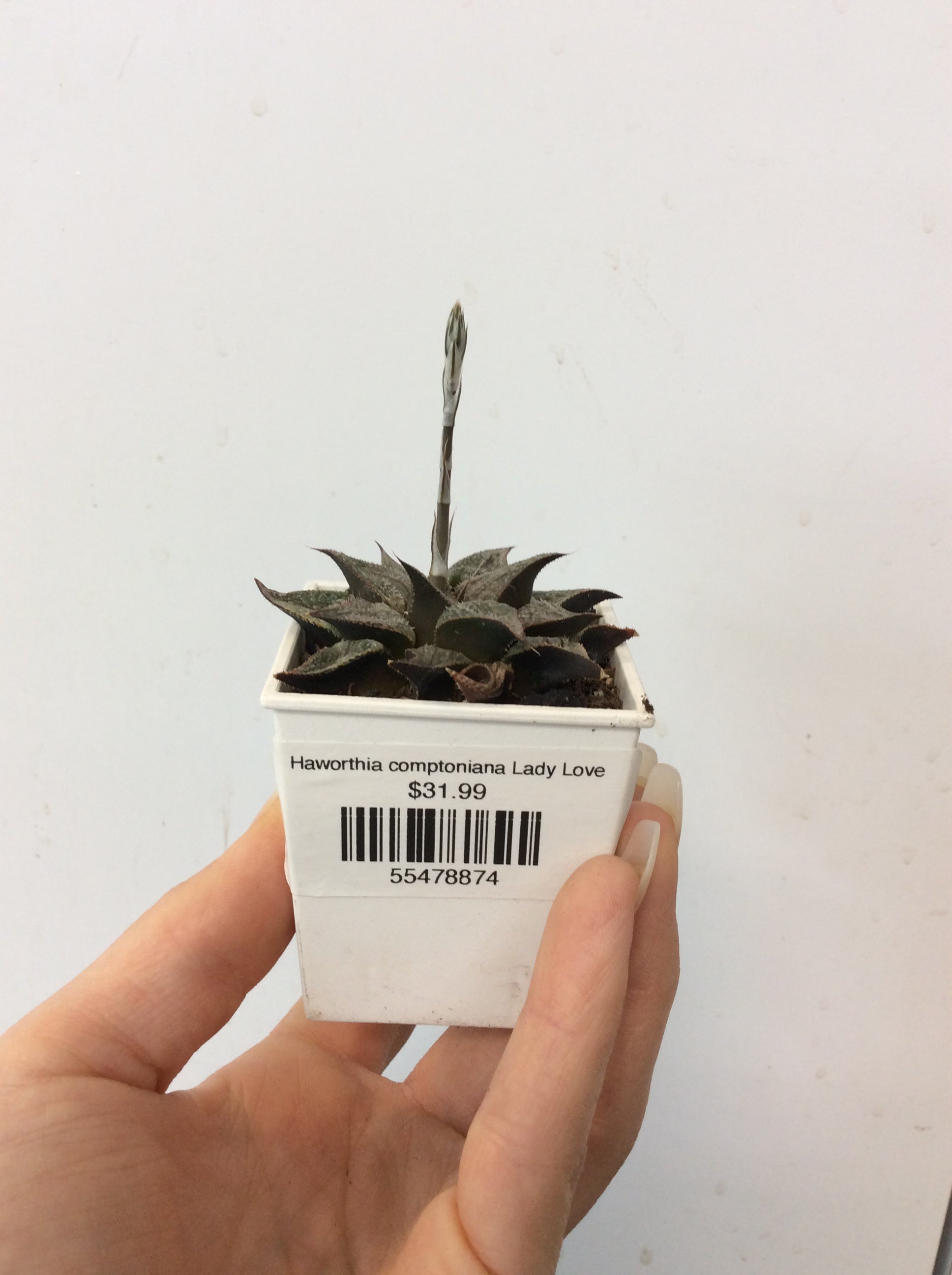 Haworthia comptoniana Lady Love