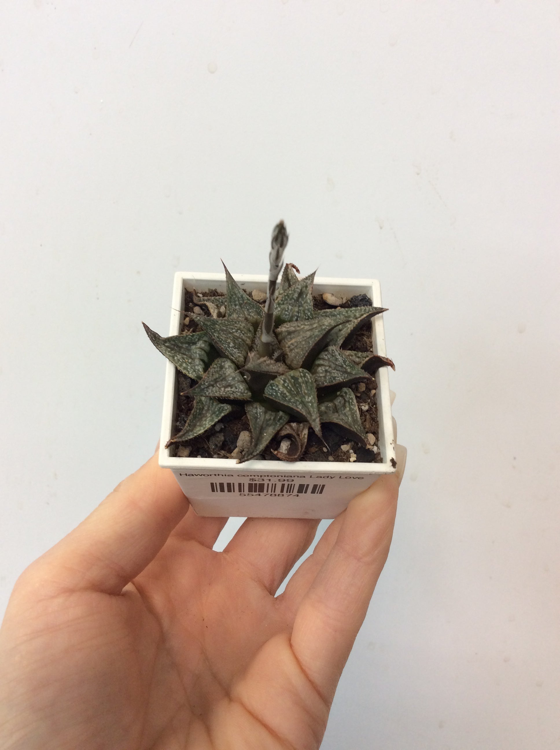Haworthia comptoniana Lady Love