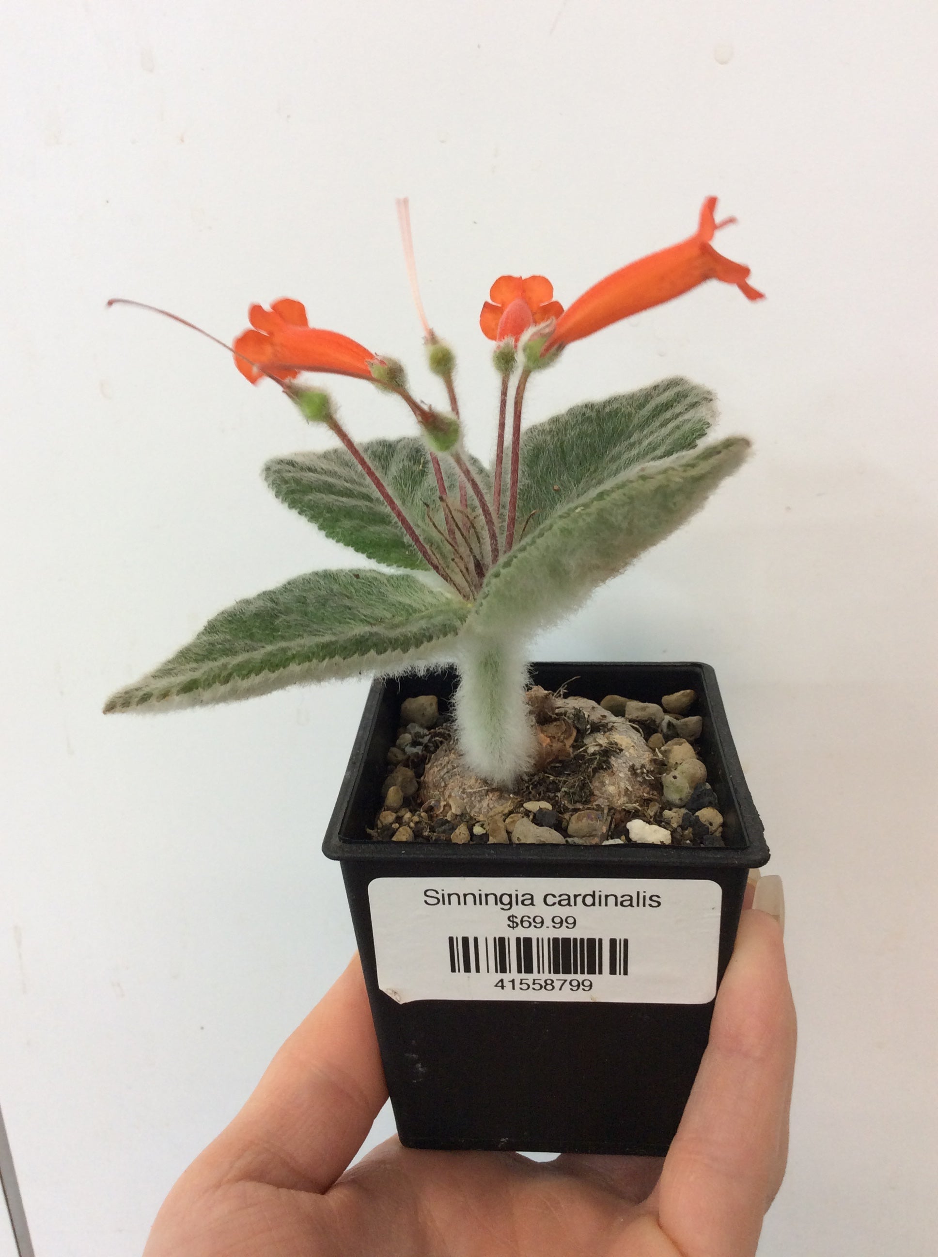 Sinningia cardinalis